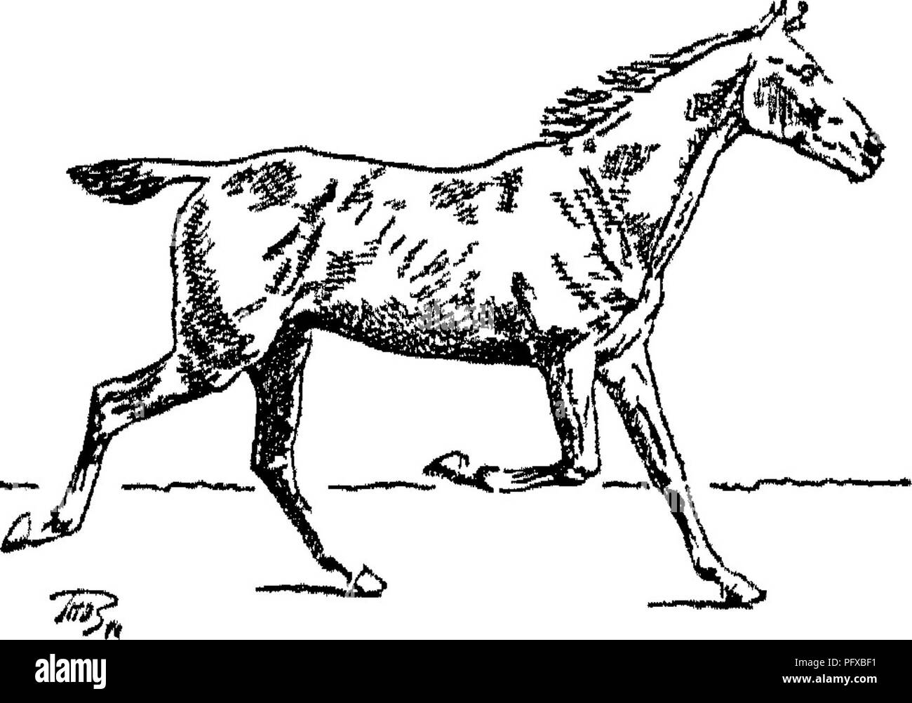 . Punkte des Pferdes; eine Abhandlung über den Körperbau, Bewegungen, Rassen und Evolution des Pferdes. Pferde. Abb. 73.- - Aussetzung. Abb. 74.-Links unterstützen. Schnell Fliegen oder schlendern. Trab, das deshalb ist das weniger ermüdend Tempo zu dem Pferd. Die präambel ist ein natürlicher Schritt des Kamels. Die Präambel ist vermutlich etwas schneller als der Trab; die offensichtliche Ursache ist, dass das Gleichgewicht mehr unsicher ist (s. 54) Im ehemaligen als in der letzten.. Bitte beachten Sie, dass diese Bilder aus gescannten Seite Bilder, die digital für die Lesbarkeit verbessert haben mögen - Färbung und Erscheinen extrahiert werden Stockfoto