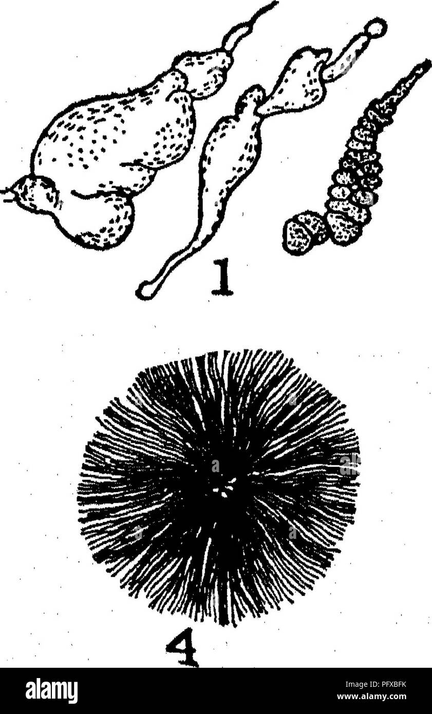 . Bakteriologie und Mykologie von Lebensmitteln. Essen. Struktur der Kolonien: 1, Konglomerat Kolonie; 2, toruloid Kolonie; 3, alveolate Struktur; 4, grumose m Zentrum; 5, moruloid; 6, Bewölkt; 7, mit Holzstrahlen netzartiges Muster bildend (reticulate; 8, 9; marmorated gyrose. (Von Moore's Labor Richtungen für Anfänger in der Bakteriologie, Ginn&lt; fc Co., 1905.). Bitte beachten Sie, dass diese Bilder sind von der gescannten Seite Bilder, die digital für die Lesbarkeit verbessert haben mögen - Färbung und Aussehen dieser Abbildungen können nicht perfekt dem Original ähneln. extrahiert. Tanner, Fred Wilbur, 1888-1957. New York, John Wiley & Amp; Söhne, Stockfoto