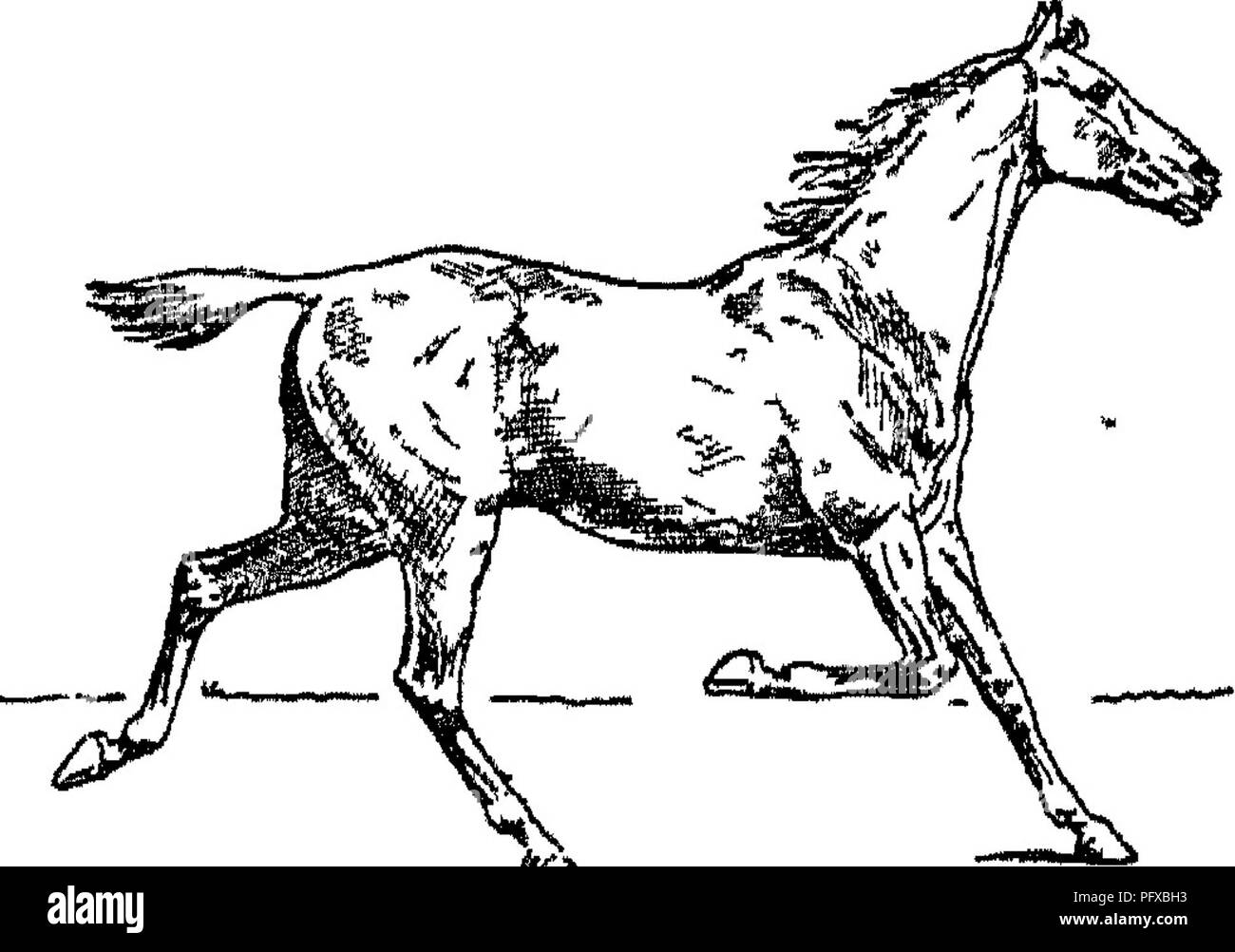 . Punkte des Pferdes; eine Abhandlung über den Körperbau, Bewegungen, Rassen und Evolution des Pferdes. Pferde. Abb. 62. âSuspension.. Â Ich Â"Â"*^^ Abb. 63. âLeft Diagonale Schnell oder fliegenden Trab. eigenen zugewiesenen Arbeiten, ist es so gut, wenn beide müde, als eine frische und die anderen ermüdet. Der Hauptvorteil, die in die Steigbügel steigende hat das Pferd, ist, dass der Mann, der sie nimmt, passt besser zu den Bewegungen der. Bitte beachten Sie, dass diese Bilder aus gescannten Seite Bilder, die digital für die Lesbarkeit verbessert haben mögen - Färbung und Aussehen dieser Abbildungen m extrahiert werden Stockfoto