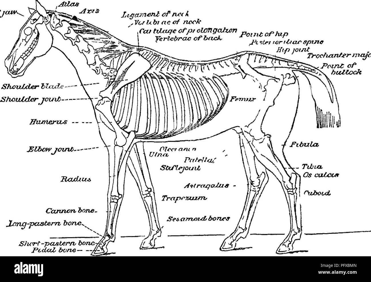 . Punkte des Pferdes; eine Abhandlung über den Körperbau, Bewegungen, Rassen und Evolution des Pferdes. Pferde. Knochen. 25 (oder kreuzbein), und von thiiteen zu Zwanzig der Schwanz. Alle Wirbel, mit Ausnahme des Schwanzes, haben einen Kanal, in dem die spmal Kabel liegt. Sie sind untereinander mit mehr oder weniger Kraft der Bewegung, außer denen der Kruppe, die Erwachsenen Pferd, bilden eine solide knöcherne Masse. Der Kopf kann gesagt werden aus Wirbel m ein eigenartig verändert Form zu sein. Widerristhöhe sind die langen Stacheln der sieben oder acht Rückenwirbel, die nach dem ersten Kommen. In der Regel Stockfoto