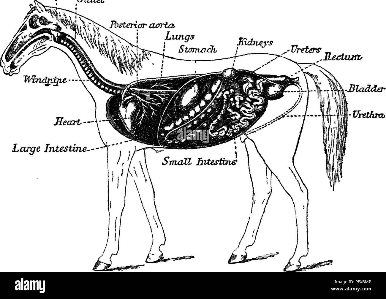 . Punkte des Pferdes; eine Abhandlung über den Körperbau, Bewegungen, Rassen und Evolution des Pferdes. Pferde. (37) KAPITEL V MECHANISMUS DER Atmung. Der Körper des Pferdes (Abb. 13) gesehen, abgesehen von seinem Kopf, Hals, Beine und Schwanz, kann in Thorax und Abdomen (Bauch) unterteilt werden, die ehemalige mit den Lungen und "Cnillet Fosterlar aortO' lungen ich Stmt Mditeys^^ Bt/H ^ ' Harnleiter Recium&gt;. Lcaye Darm - FxG 13.- interne Organe des Pferdes. Herz, Magen, Darm, Leber, Blase und andere lebenswichtige Organe. Dieser Bereich wird durch ein breites und someVirhat bell-förmigen m Stockfoto