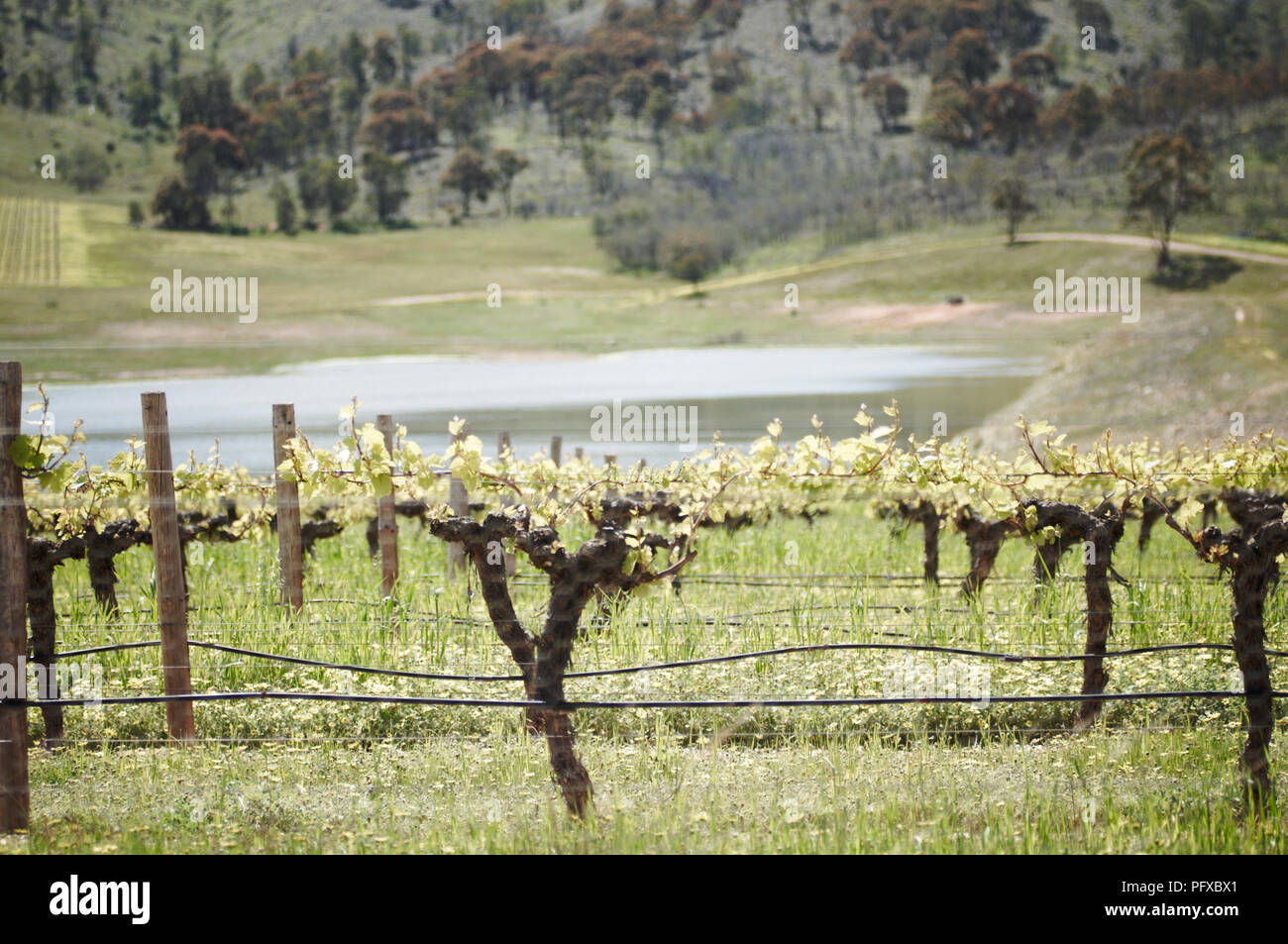 Rebe in einem Weinberg in den Pyrenäen von Victoria, Australien Stockfoto