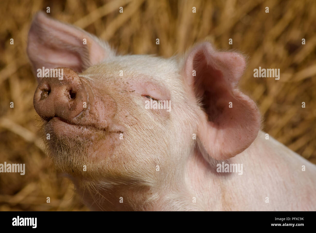 Schwein Genießen der schlammigen Sonnenschein am Nachmittag Stockfoto
