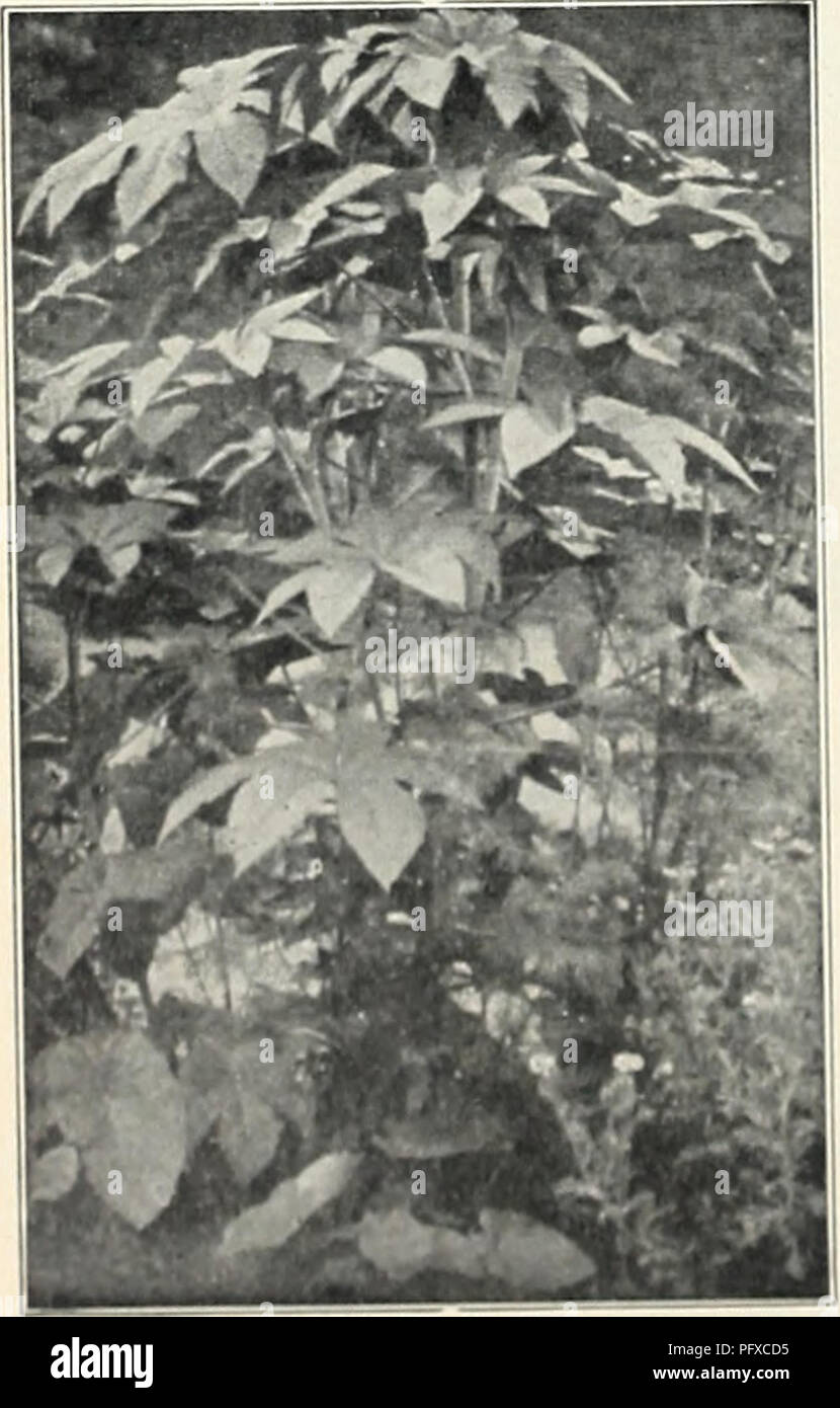 . Currie's Garten jährliche. Blumen Samen Kataloge, Leuchtmittel (Pflanzen) Samen Samen Kataloge Kataloge; Gemüse; Baumschulen (Gartenbau) Kataloge; Pflanzen, Zierpflanzen Kataloge; Gartengeräte und Zubehör Kataloge. Portulak (Moss Rose) Eine der feinsten Hardy jährliche Pflanzen, der einfache Kultur, gedeiht am besten auf o eher reiche, leichte Webstuhl oder sandigen Boden und schwelgt in eine exponierte, sonnige Lage; die Blüten sind der Reichen - est Farben, und hergestellte bis zum Abwinken; feine in Betten, Bordüren oder Rock - der Sommer für massing arbeiten. Große Blüte Single Weiß Rosa Gelb Scarlet Preis, Stockfoto