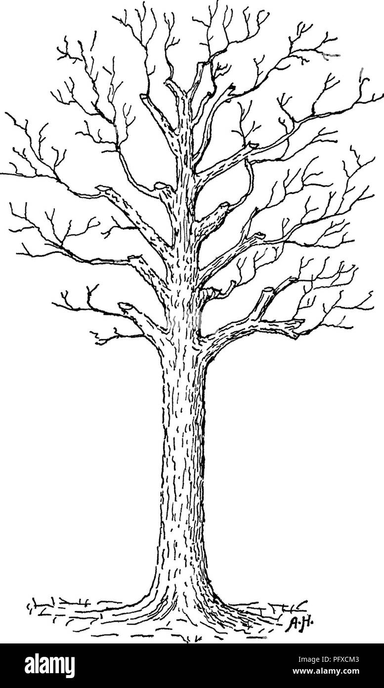 . Die Pflege der Bäume im Rasen, Street und Park, mit einer Liste von Bäumen und Sträuchern für dekorative verwenden. Bäume, Bäume. 122 Allgemeine Pflege der Bäume. Abb. 47 - Ein restaurierter alter Baum. In alte Holz mit eine faire Chance für den Ersatz der Zweig System, eine Buche oder Rosskastanie oder Asche zu verweigern kann. Bitte beachten Sie, dass diese Bilder sind von der gescannten Seite Bilder, die digital für die Lesbarkeit verbessert haben mögen - Färbung und Aussehen dieser Abbildungen können nicht perfekt dem Original ähneln. extrahiert. Fernow, B. E. (Bernhard Eduard), 1851-1923. New York, H. Holt und Unternehmen Stockfoto