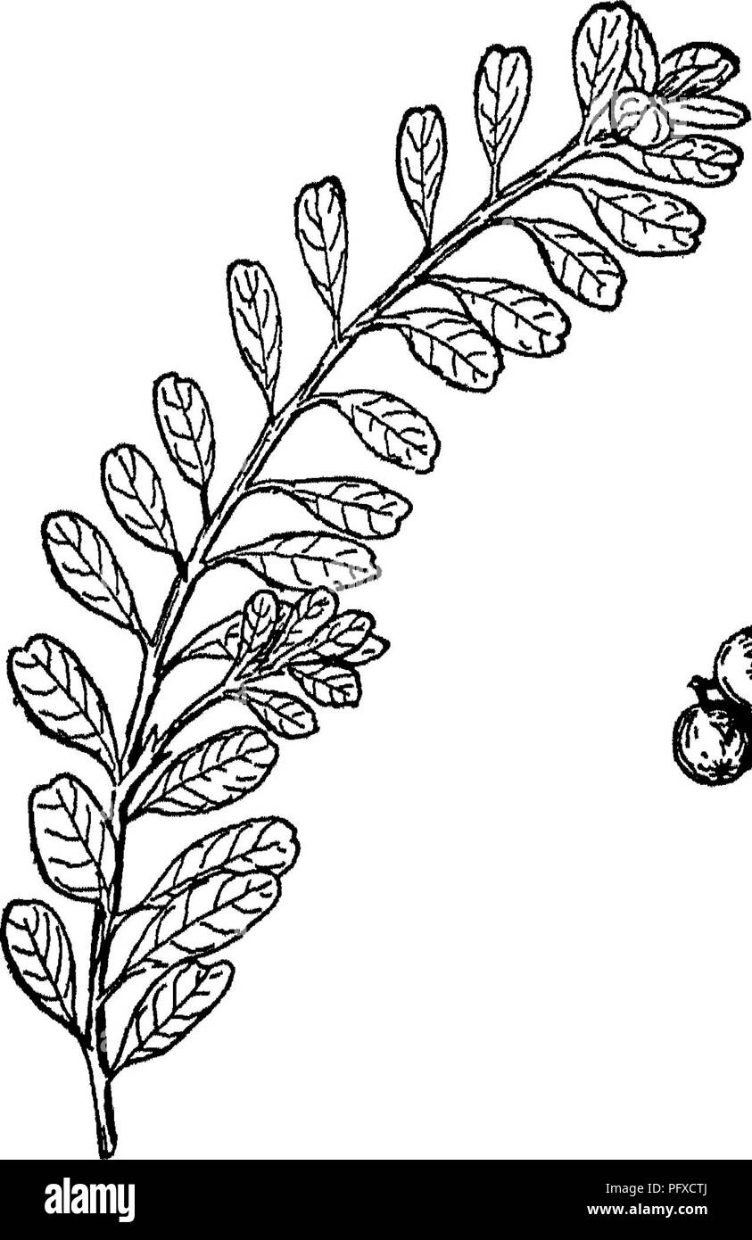Dieses Buch behandelt Forstpraktiken und Waldbewirtschaftung, zeigt Illustrationen wie das Blatt und die Früchte der Bärenbeere und diskutiert verschiedene Baumarten und ihre ökologische Rolle in Waldökosystemen. Stockfoto