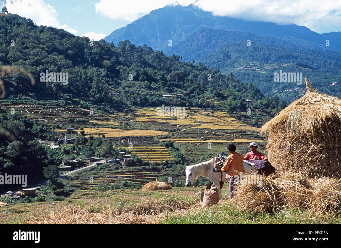 Ernte von Reis in Mo Chhu Tal im oberen Punakha Tal, Bhutan für redaktionelle NUR VERWENDEN Stockfoto