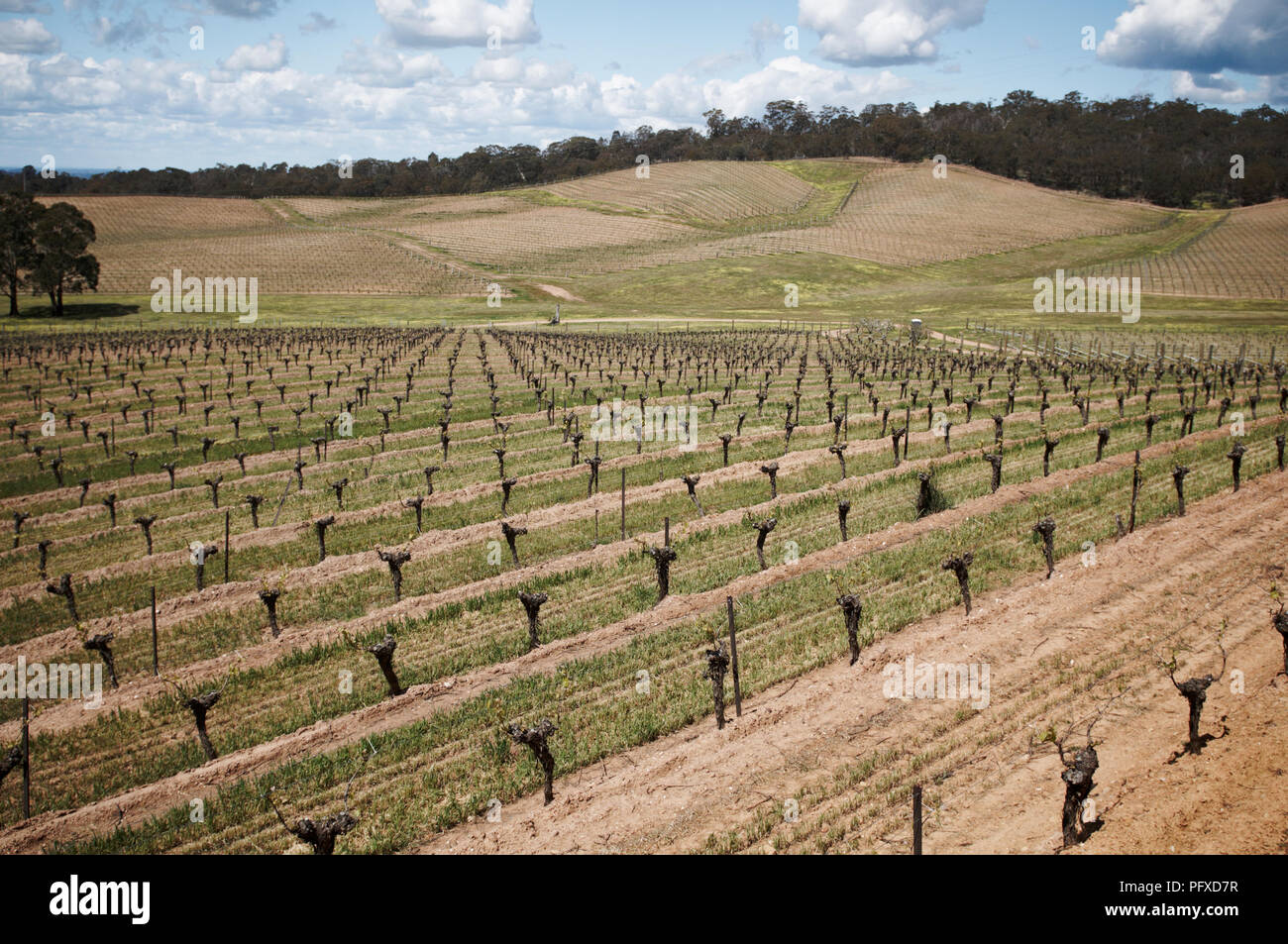 Rebe in einem Weinberg in den Pyrenäen von Victoria, Australien Stockfoto