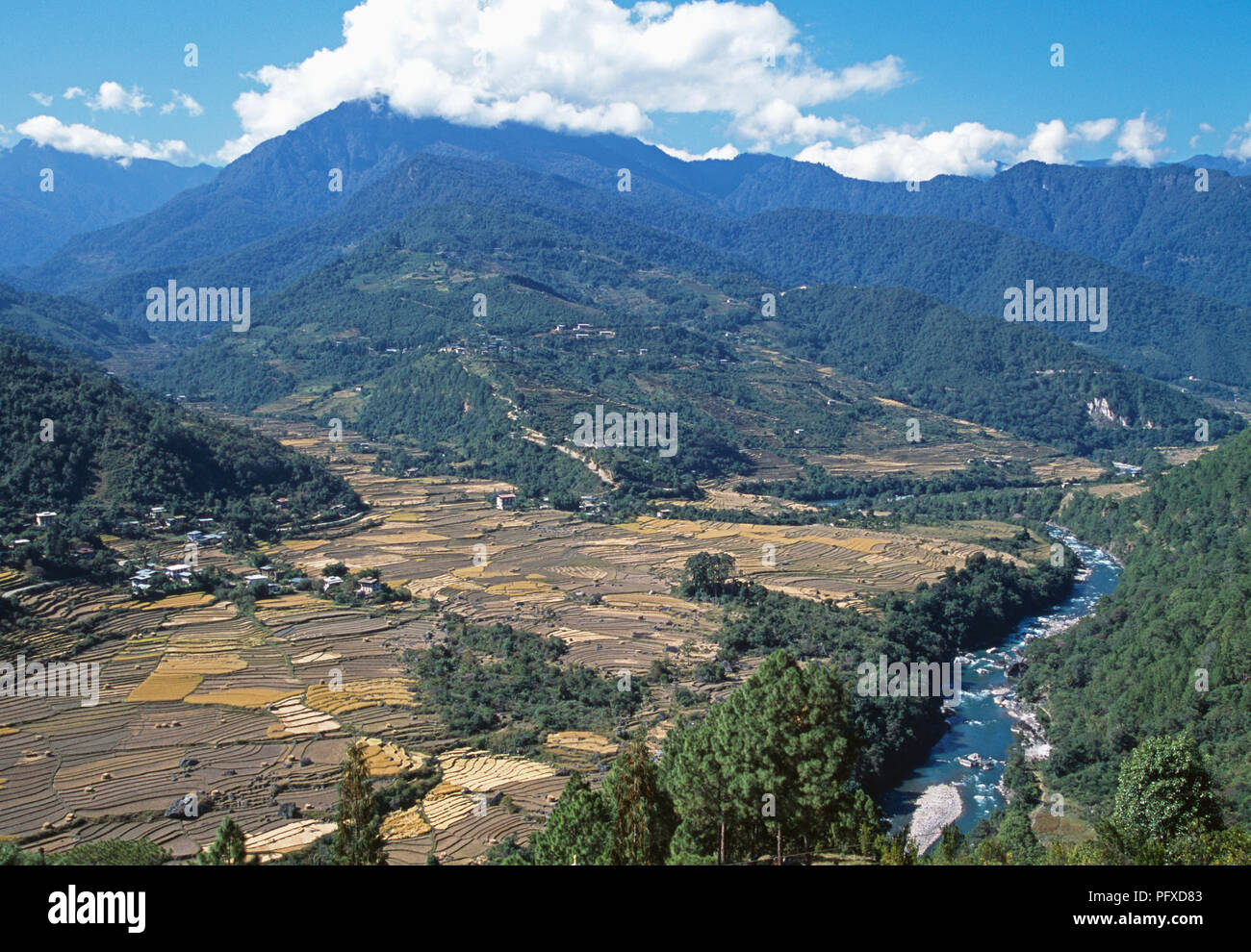 Blick auf Reisterrassen in Mo Chhu Tal im oberen Punakha Tal, Bhutan Stockfoto