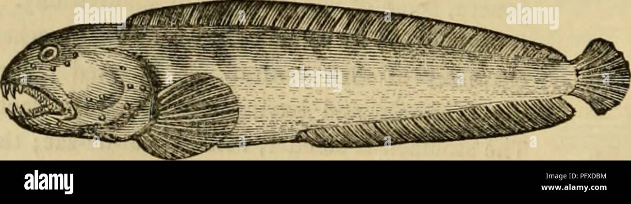 . Der Cuvier animal kingdom: Entsprechend seiner Organisation angeordnet. Tiere. 306 Fische. Sie leben in kleinen Trupps, unter den Felsen in der Nähe der Küste, Schwimmen und sprang und kann für eine gewisse Zeit ohne Wasser vorhanden. Ihre Haut ist mit einem schleimigen Sekret, woher Sie Ihren Common Name Schleimfische sind abgedeckt. Viele von ihnen sind lebendgebärend, oder bringen ihre Jungen lebendig, voll ausgebildet und in der Lage ist, indem sie sich ernährten. Sie sind wie folgt aufgeteilt: - Schleimfischen, richtig so genannte, haben die Zähne gleich und eng gesetzt, fbrmino: nur eine einzige und regelmäßige Reihe in jedem Kiefer, aber beenden - Hinter, so Stockfoto