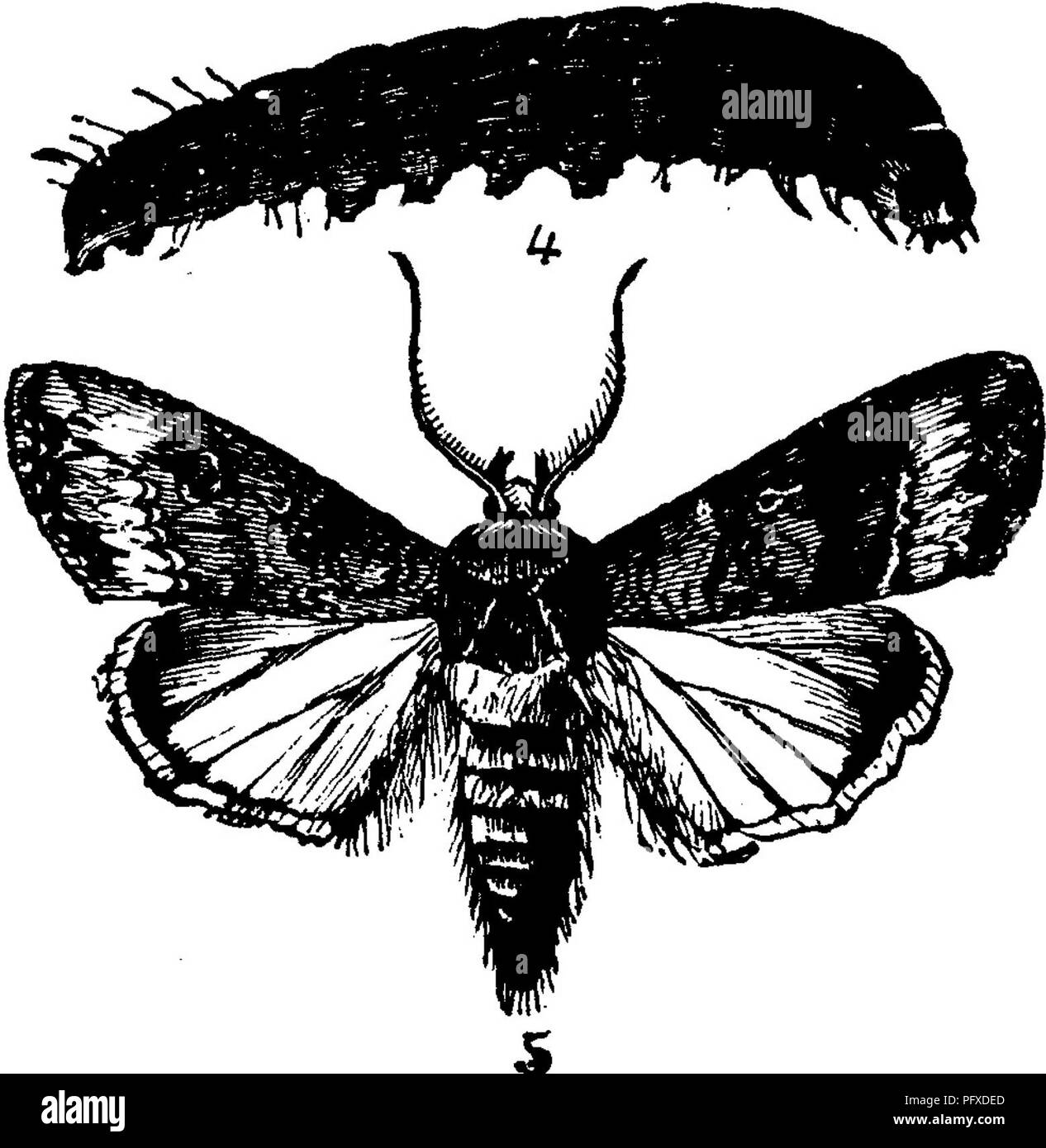 . Insekten, Früchte. Illustriert mit vier hundert und vierzig Holz-Schnitte. Schadinsekten. Abb. 338. 32 S INSEKTEN SCHÄDLICH FÜR DIE ERDBEERE. Die Motte, die ebenfalls in der Abbildung dargestellt, hat die Vorderflügel bräunlich grau mit dunkleren Flecken, und Patches von blasser Farbe in Richtung der Spitze des gewinnen. Die Hinterflügel sind al-die meisten Weißen, mit einem Perligen Glanz, und fast semi-transparent. Wenn die Flügel ausbreiten, messen Sie ungefähr einen Zoll und drei Viertel über. Der Gestreifte Cut-Worm, J^^ ro-tis subgothica (Haworth). Diese Raupe ist einer Esche-grauer Farbe, mit breiten, dunkel längs Stockfoto