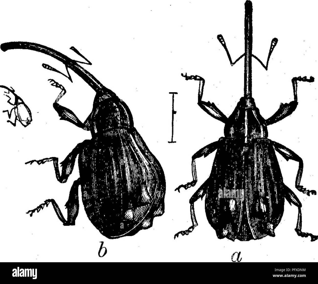 Diese illustrierte Arbeit enthält detaillierte Beschreibungen von Insektenschädlingen, die Obstkulturen schädigen, einschließlich des Apfel curculio (*Anthonomus quadrigibbus*). Er hebt die Biologie, den Lebenszyklus und die Auswirkungen des Schädlings auf die Obstproduktion hervor und bietet Einblicke in Strategien zum Schädlingsmanagement. Stockfoto