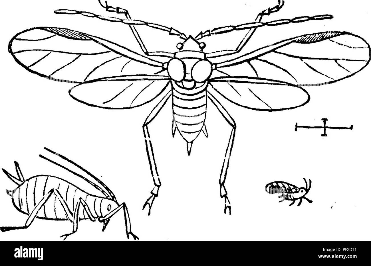 Diese Illustration von „Insekten, die Früchte schädigen“ verdeutlicht den Lebenszyklus von Schädlingen, die Apfelkulturen schädigen. Sie beschreibt die frühen Stadien der Schädlingsentwicklung, vom Ei bis zu ausgewachsenen Läusen, die sich von zarten Knospen und Blättern ernähren und Obstbäumen Schaden zufügen. Die detaillierten Holzschnitte geben Einblicke in die Auswirkungen dieser Schädlinge auf die landwirtschaftliche Produktion. Stockfoto