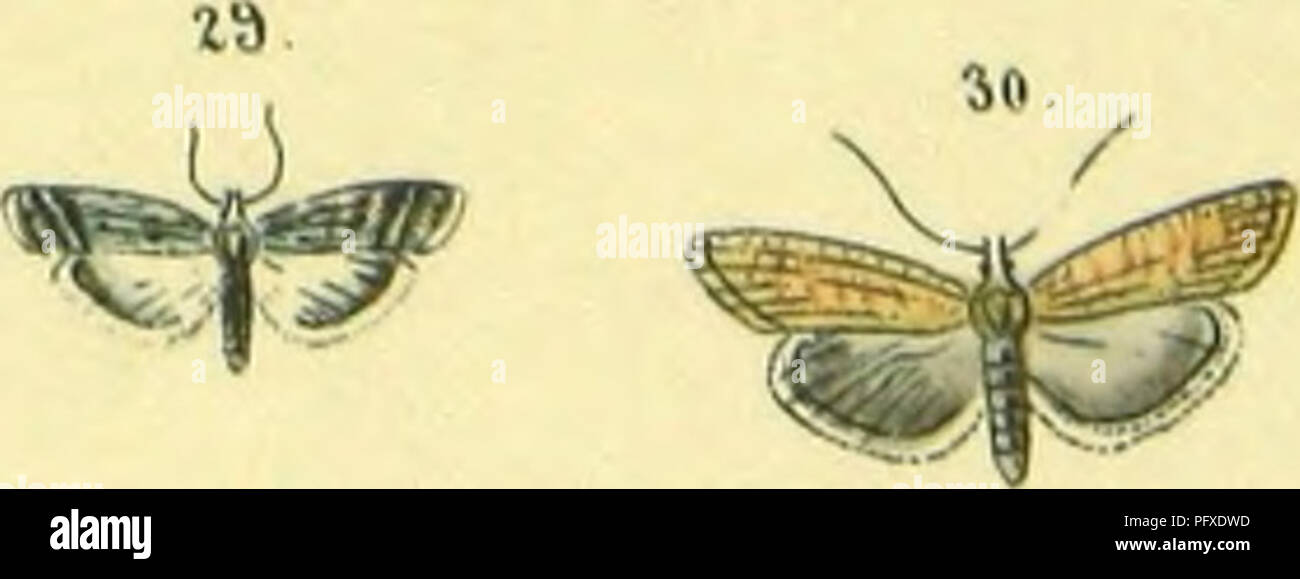 . Abbildung und Beschreibung Europa? ischer Schmetterlinge in systematischer Reihenfolge. Lepidoptera. 28. Hf ^ m/,^. u/i // ein. /^^'^^/u&gt; y&gt; ^-^". Ein ^^ j&gt; Ji/^Yv^V/S/fJ". / S.^^/: ^//^/AV^ti" "-?.^ n!J^u"**: Mtty fi^* "^^^. Bitte beachten Sie, dass diese Bilder sind von der gescannten Seite Bilder, die digital für die Lesbarkeit verbessert haben mögen - Färbung und Aussehen dieser Abbildungen können nicht perfekt dem Original ähneln. extrahiert. Praun, Sigmund von. Nu?rnberg, Bauer & Amp; Raspe Stockfoto