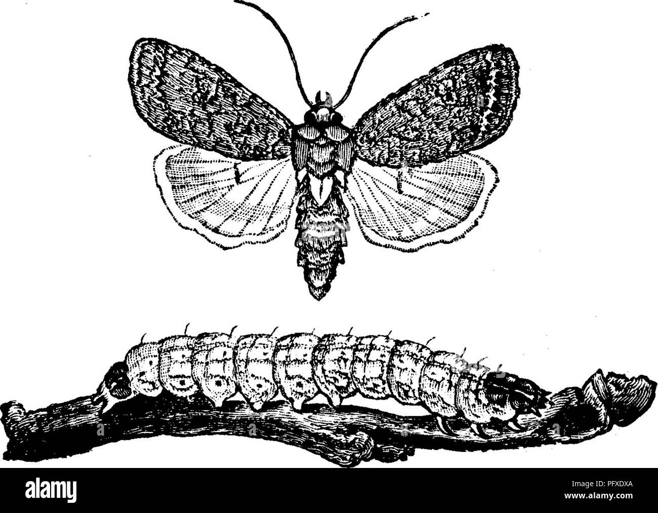 . Insekten, Früchte. Illustriert mit vier hundert und vierzig Holz-Schnitte. Schadinsekten. 10,8 INSEKTEN SCHÄDLICH FÜR DAS APPLE.. Verletzung von Obstbäumen. Es ist in der Abbildung dargestellt. 105 In der Tat der Einverleibung der Knospen, Abb. 105. auf einem Zweig. Es ist ein Licht gelblich-graue Farbe, varie - gated mit Matt Green, mit einem dunklen Linie in der Rückseite, und feinere Linien entlang den Seiten; die atemlöcher oder Atem - ing-Poren, sind schwarz. Wenn voll gewachsen, es ist fast eine Zoll und eine Hälfte lang, wenn es in die Erde, und es wird zu einer braunen Kokon. Die Motte (Abb. 105) hat den Vorderflügeln aus einem leichten Blu Stockfoto