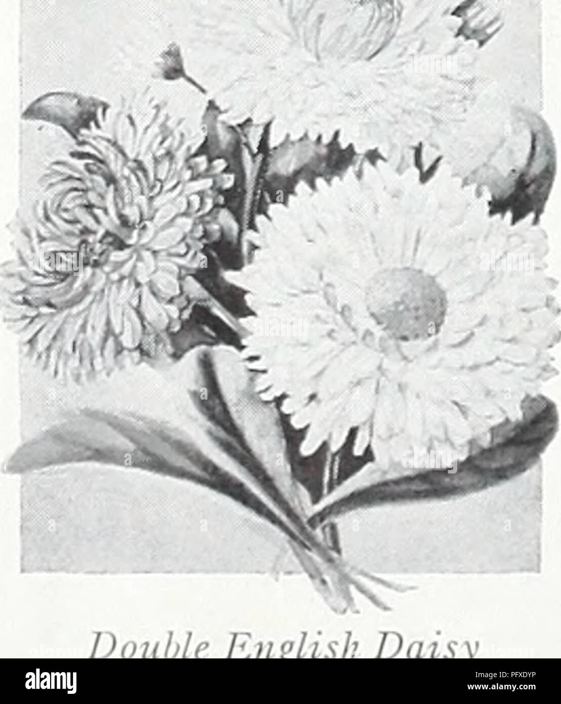 . Currie's Garten jährliche: 1939. Blumen Samen Kataloge, Leuchtmittel (Pflanzen) Samen Samen Kataloge Kataloge; Gemüse; Baumschulen (Gartenbau) Kataloge; Pflanzen, Zierpflanzen Kataloge; Gartengeräte und Zubehör Kataloge. Seite 30 B occonia (Plume Mohn) eine stark wachsende Pflanze mit beouti-ful Laub und Cremeweiß flow-ers; 6 bis 8 Fuß. Pflanzen, Preis, pro, 25 c; pro dtz., 2,50 $; Samen, Pck., lOc. (False BOLTONIA ASTEROIDES Chamonile) - reines Weiß. LATISQUA-MA-Lavendel rosa. Pflanzen, Preis, pro, 25 c; pro dtz., 2,50 $. Der SOMMERFLIEDER (Butterfly Bush, oder im Sommer Lila) MAGNIFICA - Die feinsten Sorte, w Stockfoto