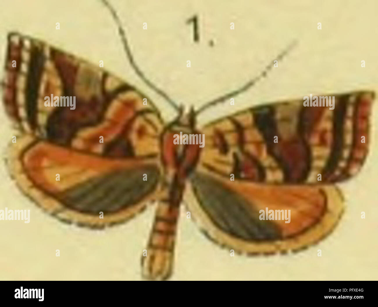 . Abbildung und Beschreibung Europa? ischer Schmetterlinge in systematischer Reihenfolge. Lepidoptera. IL TölATUl. l. Tul: l .. Bitte beachten Sie, dass diese Bilder sind von der gescannten Seite Bilder, die digital für die Lesbarkeit verbessert haben mögen - Färbung und Aussehen dieser Abbildungen können nicht perfekt dem Original ähneln. extrahiert. Praun, Sigmund von. Nu?rnberg, Bauer & Amp; Raspe Stockfoto