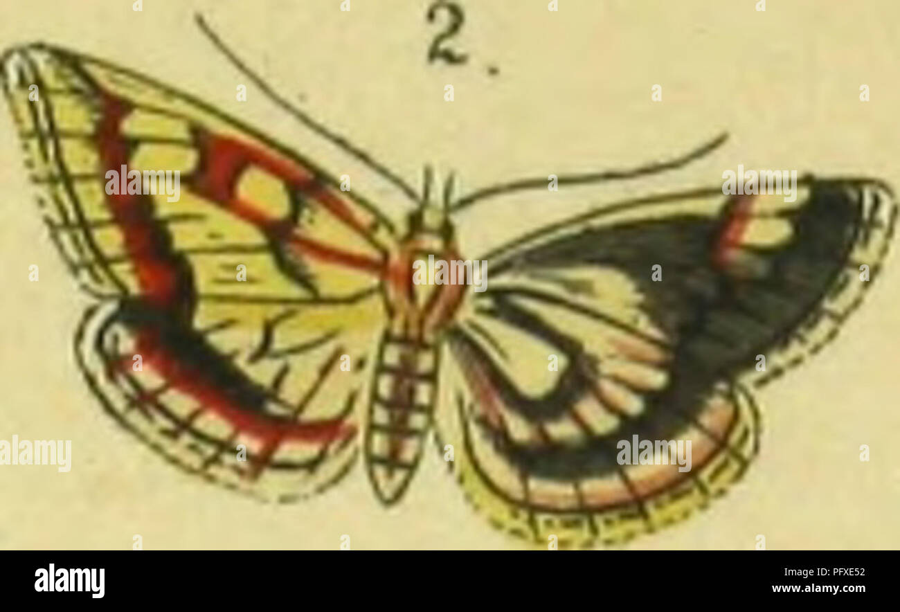 . Abbildung und Beschreibung Europa? ischer Schmetterlinge in systematischer Reihenfolge. Lepidoptera. IP ^^ dl^ äSi asiU. mCT.r> 0 TYS, 2.11. STENOPTERlX, l. H, STENIA, X. TEGÜSTOMA. Xi.MMPHULA. Oki. AGllOTBIl. M, Ely^B 0 TRlCEA. Taf; ^.. Bitte beachten Sie, dass diese Bilder sind von der gescannten Seite Bilder, die digital für die Lesbarkeit verbessert haben mögen - Färbung und Aussehen dieser Abbildungen können nicht perfekt dem Original ähneln. extrahiert. Praun, Sigmund von. Nu?rnberg, Bauer & Amp; Raspe Stockfoto
