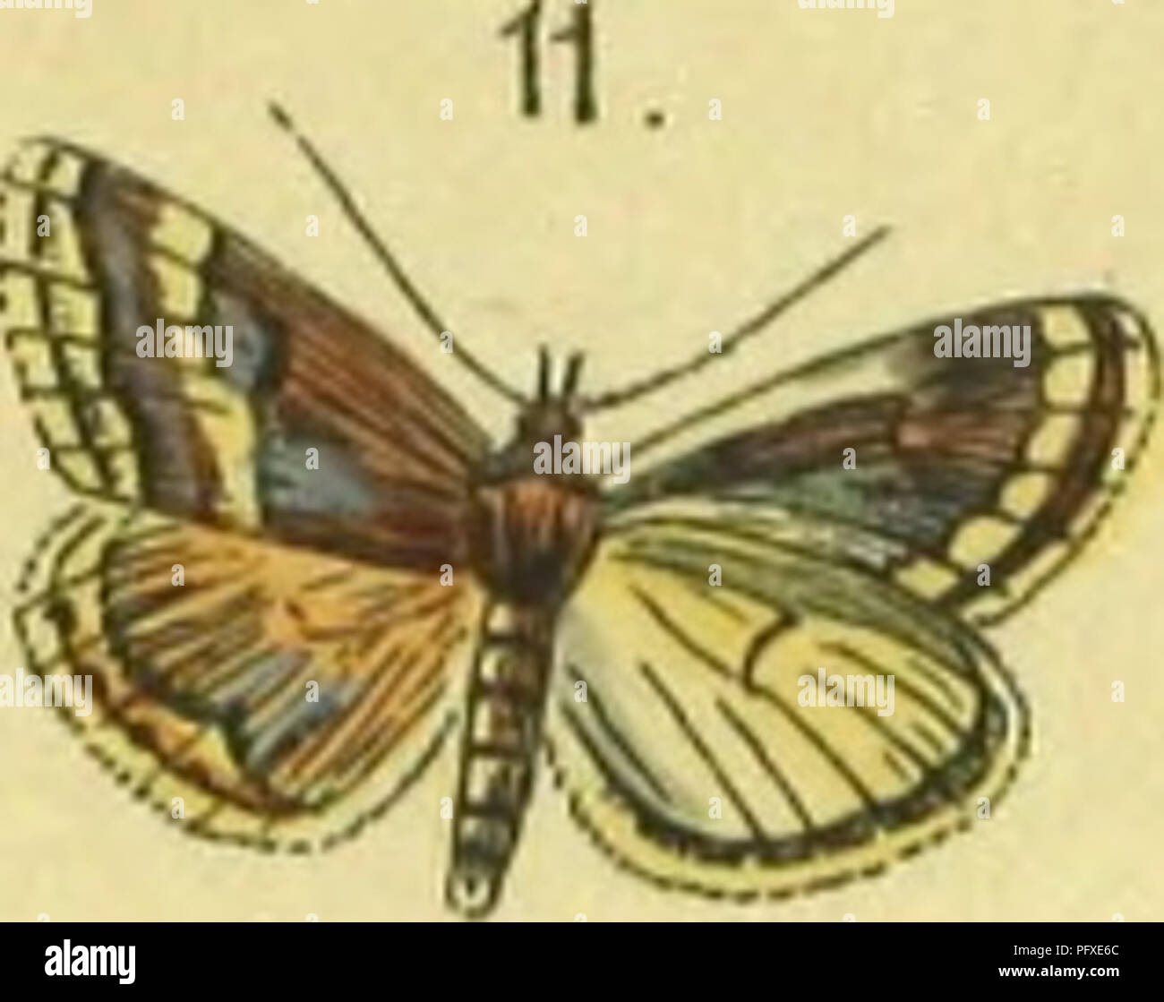 . Abbildung und Beschreibung Europa? ischer Schmetterlinge in systematischer Reihenfolge. Lepidoptera. . Bitte beachten Sie, dass diese Bilder sind von der gescannten Seite Bilder, die digital für die Lesbarkeit verbessert haben mögen - Färbung und Aussehen dieser Abbildungen können nicht perfekt dem Original ähneln. extrahiert. Praun, Sigmund von. Nu?rnberg, Bauer & Amp; Raspe Stockfoto