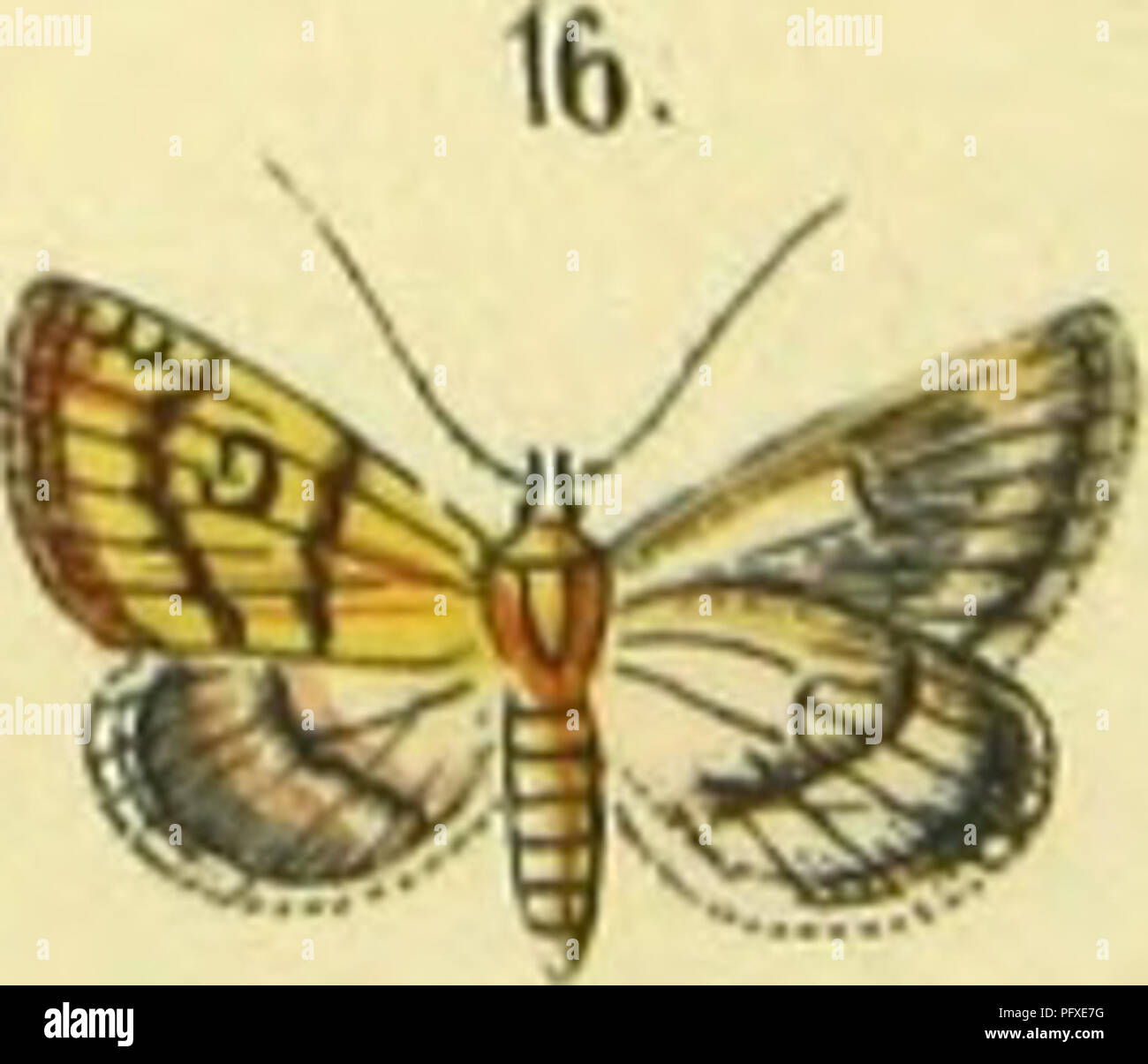 . Abbildung und Beschreibung Europa? ischer Schmetterlinge in systematischer Reihenfolge. Lepidoptera. . Bitte beachten Sie, dass diese Bilder sind von der gescannten Seite Bilder, die digital für die Lesbarkeit verbessert haben mögen - Färbung und Aussehen dieser Abbildungen können nicht perfekt dem Original ähneln. extrahiert. Praun, Sigmund von. Nu?rnberg, Bauer & Amp; Raspe Stockfoto