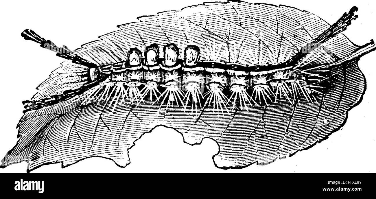 Insekten Fruchte Illustriert Mit Vier Hundert Und Vierzig Holz Schnitte Schadinsekten 58 Insekten Schadlich Fur Das Apple Revents Der Einreichung Von Wasser Das Ei Masse Ist Zu Einem Leeren Grauen