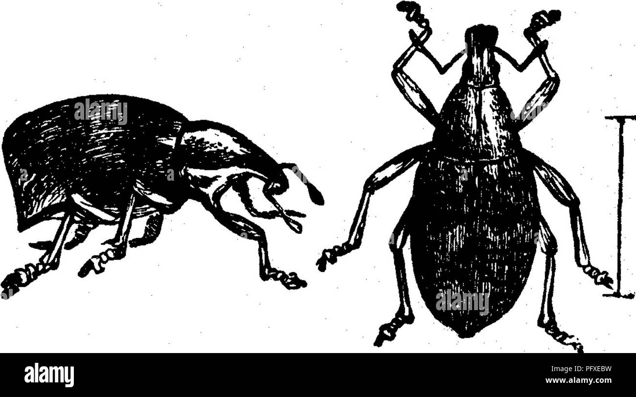 . Insekten, Früchte. Illustriert mit vier hundert und vierzig Holz-Schnitte. Schadinsekten. Angriff auf den Zweigen. 35 Die obstgärten von New Jersey, Michigan, Illinois, Iowa, und Kansas. Sollte es Jederzeit schwere Verletzungen zufügen, das einzige Heilmittel noch vorgeschlagen, für die gelangweilten Zweige im Juni und Juli zu suchen, und schneiden Sie sie aus und verbrennen sie. Ifo. 14.- Die Imbricated Schnauze-Käfer. Epiccerus imbricatus (Sagen). Dies ist eine kleine Schnauze - Käfer oder rüsselkäfer, die in einigen Gemeinden auf Apfel- und Kirschbäume üblich ist und verletzt sie durch nagen die Zweige und Früchte. Es ist am häufigsten^^' gefunden Ich Stockfoto