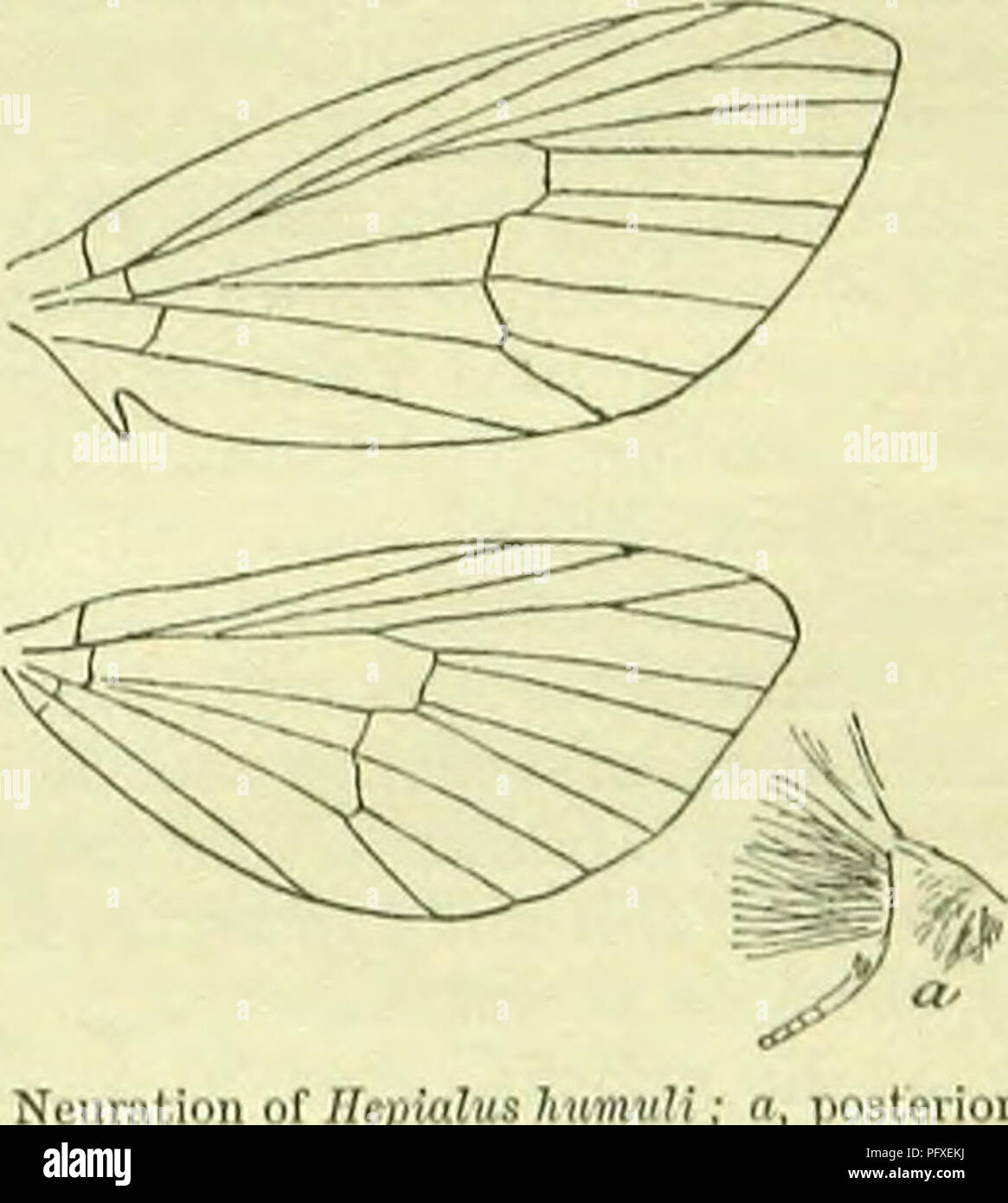 . Ein Handbuch der britischen Lepidoptera. Lepidoptera. UK 1 MAUDAE 79!) [t ist wahrscheinlich der [Nmöchten * malaiischer Herkunft, und muss in der Region lange genug existiert haben starre des Typs zu erwerben, bevor seine Verbreitung, wliieb, geologisch gesehen, möglicherweise nicht sehr fern. 1. Hepialtjs,/'. Antennen^-}, "weißlich oder veraltet. 2. Iiipulinim. 1. H. hectus, L. 26-80 mm. Antennen (J einfach. Hintere Kopfeinheit Tibiae in ((kurz, viel geschwollen, mit dichten Büschel von Haaren, posterior tarsi in $ nicht vorhanden. Korewings in c? Tief rötlich-goldene-ochreous, mit einem basalen Spot, antemedian Serie von vier angrenzenden Ort Stockfoto