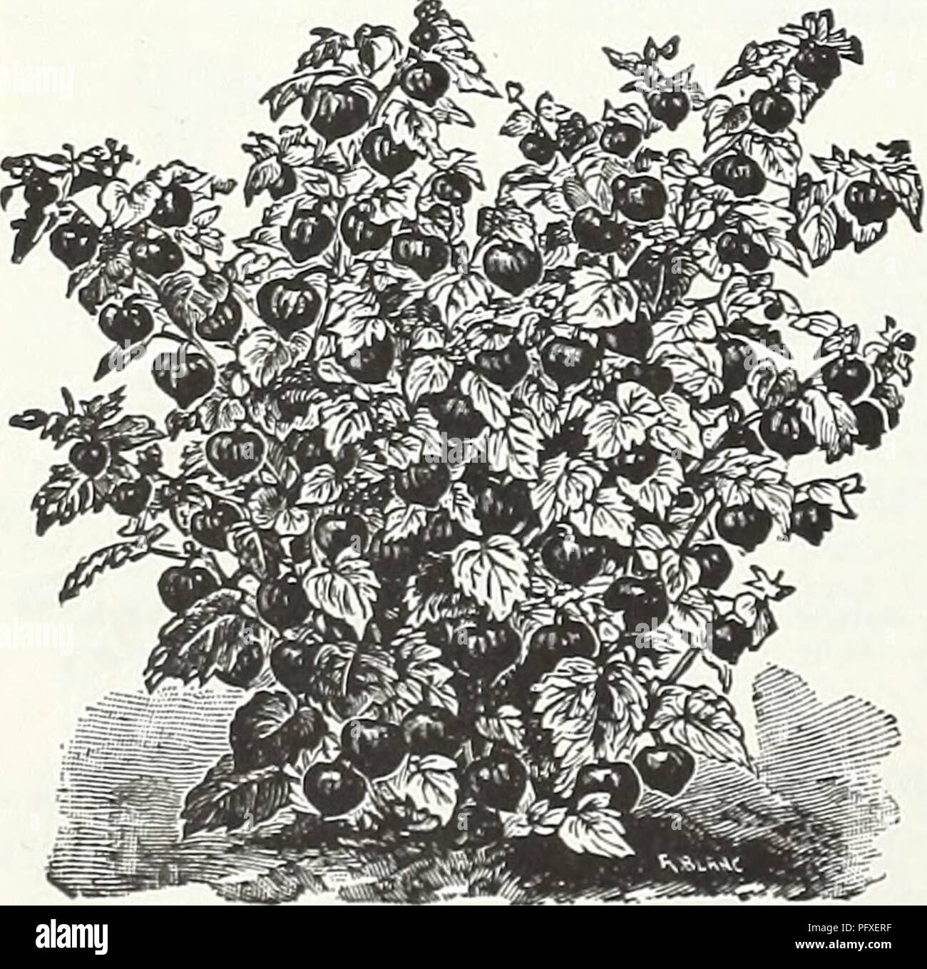 . Currie's Garten jährliche: 62 im Frühjahr 1937. Blumen Samen Kataloge, Leuchtmittel (Pflanzen) Samen Samen Kataloge Kataloge; Gemüse; Baumschulen (Gartenbau) Kataloge; Pflanzen, Zierpflanzen Kataloge; Gartengeräte und Zubehör Kataloge. Seite 52 CURRIE BRÜDER CO., Milwaukee, Wis. (Bergamotte) MONARDA DIDYMA, CAMBRIDGE SCARLET (Oswego Tee) - Brillante Crimson - Scharlach. ROSEA (Biene Balsam) - Deep rose gefärbt. VIOLACEA - Helle Amaranth Rot. Pflanzen, Preis, pro, 25 c; pro Doz 2,50 $ HYBRIDA GEMISCHT - Samen Pkt. loc MYOSOTIS (Vergissmeinnicht) OENOTHERA (Nachtkerzenöl) Reichblühend, winterharte Pflanzen, Blumen Stockfoto