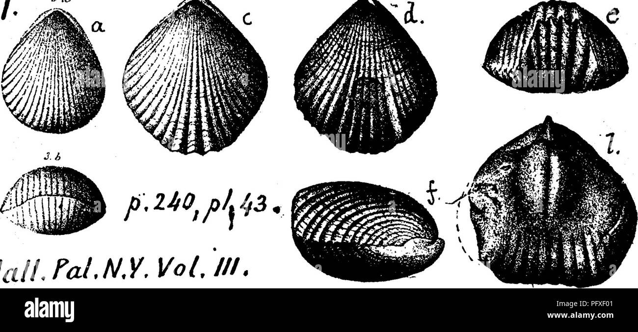 . Ein Wörterbuch der Fossilien von Pennsylvania und Nachbarstaaten in die Berichte und Kataloge der Umfrage benannt... Paläontologie. 895 Rhyn. ful Avicula emacerata^ und Sp, Striata. G. B. S. 1889). Virginia. Rhynchonella neglecta, Var. scobina, sanftmütig. Standort. Jour. 8. &Amp; A. [3] Vol.4, 1872. Clinton, Virginia. Rhynchonella nobilis, Halle. Pal. N.Y., Bd. 3, 1859, S. 1). 240, Platte 43. Feigen. 3a, 5, ein junges Exemplar mit kaum de-verurteilt Sinus; (?, d^e^/*, dorsalen und ventralen, Vorderseite und Profil eines einzelnen Mittelgroß, andere sind größer; J, Besetzung der ventralen Ventil. Arten immer länger als jB. dbru Stockfoto