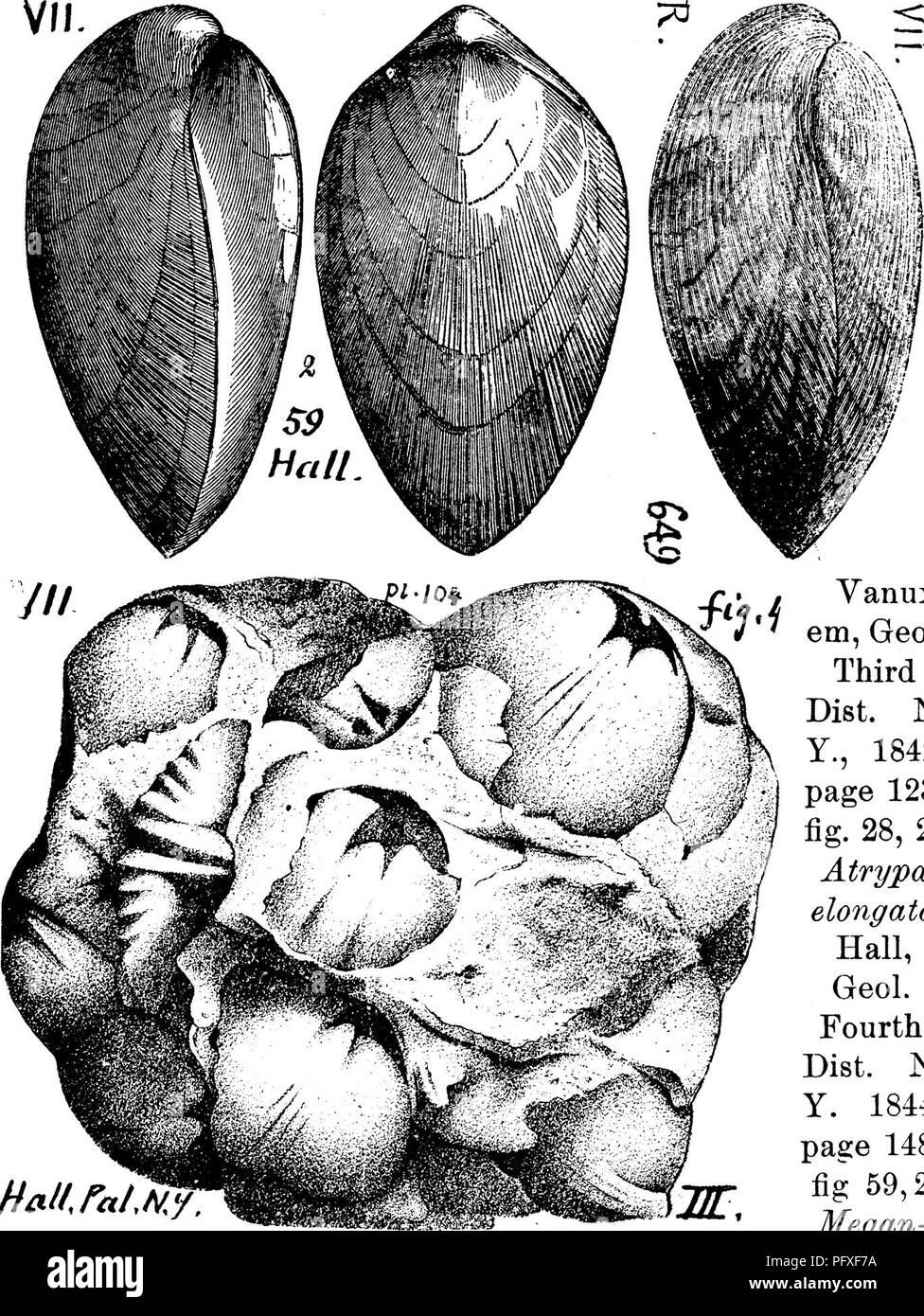 . Ein Wörterbuch der Fossilien von Pennsylvania und Nachbarstaaten in die Berichte und Kataloge der Umfrage benannt... Paläontologie. 859 Rens,. Vanux-em, Geol. Dritten Dist. N-Y., 1842, Seite 123, Abb. 28, 2; Atrypa elongata. Hall, Geol. Vierte Dist. N.Y., 1844, Seite 148, Abb. 59,2; Megan - teris ovoides, Halle, 1856, 1857; Rogers, Geol., Pa., 1858, Seite 826, Abb. 649; R, ovoides, Halle, Pal. N.Y., Vol.3, p] ate 104, Abb. 4, eine gute Idee, wie Kolonien dieser Muscheln bis in den sandigen Ablagerungen der Oriskany, VIL Geol., Kanada, 1863, Abb. angehäuft wurden. 470, einem ventralen Ventil. In Pennsylvania auf der D Stockfoto