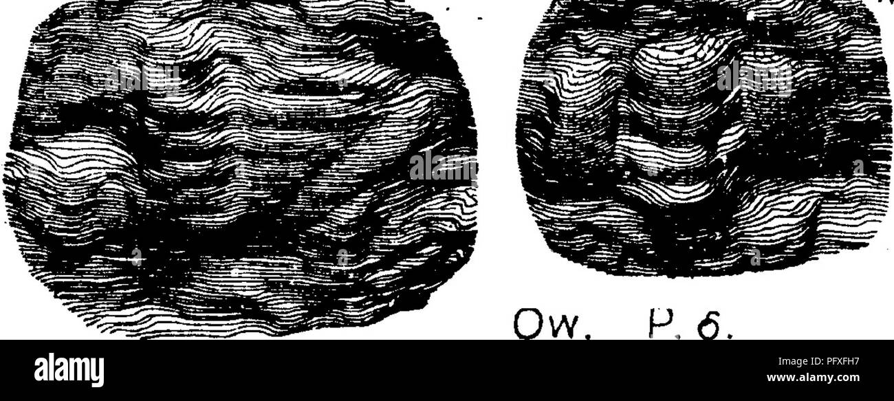 . Ein Wörterbuch der Fossilien von Pennsylvania und Nachbarstaaten in die Berichte und Kataloge der Umfrage benannt... Paläontologie. 829 Ptilo. Ptilophyton vanuxemi. Dawson. Quar. Jour. Geol., Soc. London, Bd. 18, S. 314, Bd. 17, Abb. 57. Lesquereux macht die Synonyme: Filicites, Halle. Geol., N.Y., 184, S. 275, Abb. 125; Vanuxem, Geol., N.Y., 1843, S. 175, Abb. 46; Plumalina plumaria^ Halle. Chemung, Kohle Flora, Bd. 3, 1884, S. 790. Siehe dieses Wörterbuch, Seite 246.- von I. C. Weiß berichtet, als die von ihm in Perry Co., Pa., Barnett's Mühlen (Muster 5-9) gefunden. Hamilton oberen Schiefer. VIII C. Hinweis .- Stockfoto