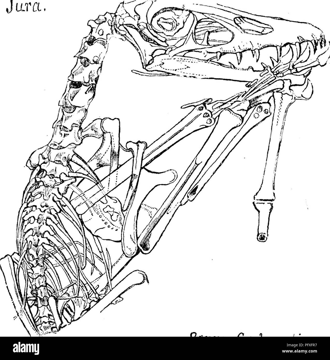 Dieser Beitrag beschreibt verschiedene fossile Arten, darunter *Pterodactylus crassirostris* und *Pterodactylus longirostris*, fliegende Reptilien aus dem Mitteljura. Diese Arten wurden in Solenhofen gefunden und sind bekannt für ihre Fledermausflügel, Vogelhälse und Eidechsenzähne. Der Eintrag erwähnt auch mögliche mitteljurassische Schichten in Pennsylvania. Stockfoto