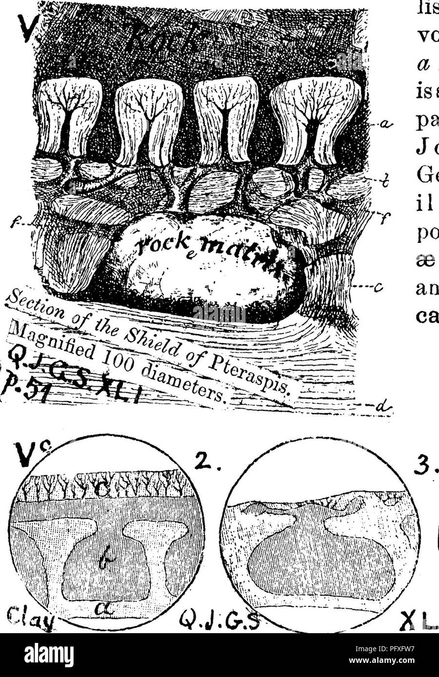 . Ein Wörterbuch der Fossilien von Pennsylvania und Nachbarstaaten in die Berichte und Kataloge der Umfrage benannt... Paläontologie. Pteka. 806 397, Abb. 426 a, ein Rhizom Dieser Devonischen Pflanze des Gaspe^ andstone Bildung in New Brunswick; 5, Zweig; c, Ende eine Zweigniederlassung, rf, aderung; e^ Fruchtbildung; lange Abschnitt der Zweig; (alle oben genannten der natürlichen Größe); g^vergrößerte areole von Rhizom; A, ausgelassen, in einem anderen Schnitt gegeben.-VIII-IX, - I. 0. Weiß re-Ports (ZWEIFELND) in einem Chemung hed^ 1.750 Meter über der Oberseite des Oenesee, in seinem Danville abschnitt, Montour Co., Pa., (G7, p, 307).- 7 // Stockfoto