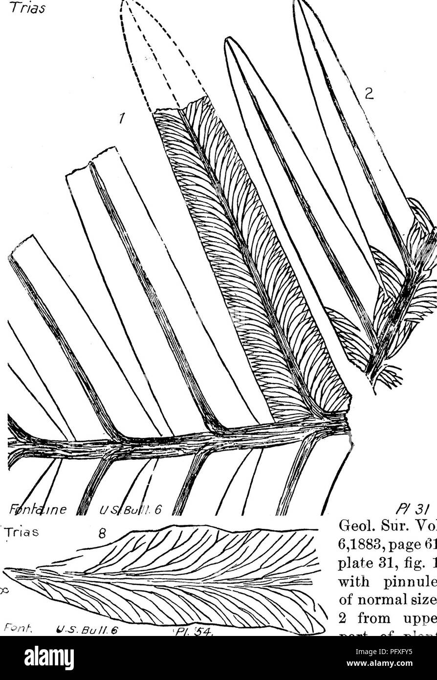 . Ein Wörterbuch der Fossilien von Pennsylvania und Nachbarstaaten in die Berichte und Kataloge der Umfrage benannt... Paläontologie. PSEU. 794 Pseudodanaeopsis nervosa, Fontaine. Monogr. Us. Geol. Sur. Vol. 6,1883, Seite 61, Tafel 31, Abb. 1 ^ mit pinnules normaler Größe; 2 vom oberen Teil der Anlage. Auch, Platte 54, Abb. 8. Nervation so unterschiedlich, dass die Seite Nerven oft auf die Schiefer angezeigt, wenn keine Spur bleibt des Blattes Substanz. (Siehe Abb. 2 mit der rechten Hand.) Einige Formen von Newberry ähneln sie in mancher Hinsicht, d. h. seinen Tceniopteris glossopter-oides irom Los Bronces, Sonora, eine localit Stockfoto