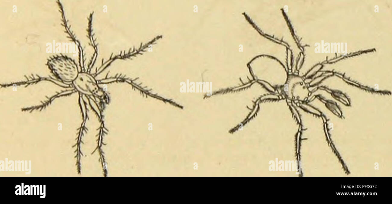 . Amerikanische spinnen und ihre Spinnen. Eine natürliche Geschichte der orbweaving Spinnen der Vereinigten Staaten, insbesondere im Hinblick auf ihre Branche und Gewohnheiten. Spinnen. 452 amerikanische SI' und ihre IDKRS SPINNINGWORK. erklärt, dass Sie extra sind - in der EU, viele vom tropischen und Tem-perate Gegenden. Dr. G. Mayr denkt, die gelbe Ameisen haben nur wenige Beziehungen mit Ameisen im tropischen Afrika und Amerika. Iv. Es kann angemerkt werden, dass ein Vergleich der fossilen spinnen Europas mit denen von Florissant zeigt insgesamt eine allgemeine Korrespondenz zwischen den beiden Fauna. Die gleiche Famil Stockfoto