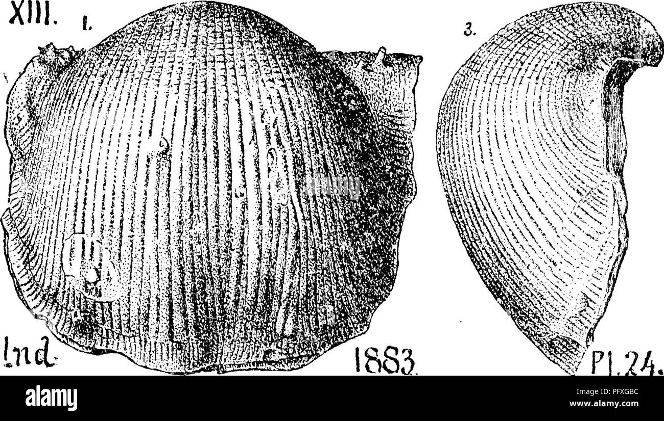 . Ein Wörterbuch der Fossilien von Pennsylvania und Nachbarstaaten in die Berichte und Kataloge der Umfrage benannt... Paläontologie. Prod. 764 (costatusf semireticulatus Productus) Martin's Euro-. t'P!. 24. europäische Arten, die in der Regel allgemein anerkannt, während die Amer ican-Untere carhonifeT - niferous und C oal Maßnahmen. 0 o 11 e 11' s Indiana Keportof 1883, Seite 125, Tafel 24, Abb. 1, 2, 3, natürliche Größe. und große Muster. - Dawson's Acadian Geologie, 1868, Seite 297, 97 figs. 97 a, ventralen Ventil, 5, kleine Proben mit Dorsalen Ventil. Dieses universelle Carboni - ferous fossil Shell, wurde Stockfoto