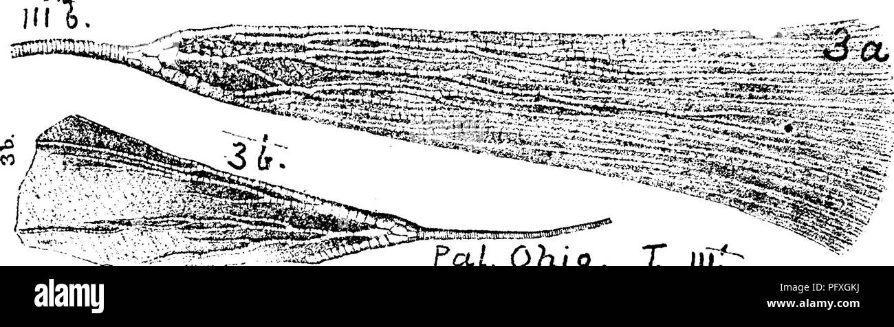 . Ein Wörterbuch der Fossilien von Pennsylvania und Nachbarstaaten in die Berichte und Kataloge der Umfrage benannt... Paläontologie. POTER. 740. FclL Ohio. X, llff Platten der kleineren etwas gestört durch Druck. Die kleinen Stücke zwischen den Strahlen geben Sie ihm etwas die Erscheinungen von einem Glyptocrinus. Im Allgemeinen wie D, acutidactylus und gre-garius^ Rechnung. Gefunden in Cincinnati 100 Fuß unterhalb der Hügel. - Hudson River Formation^ III H, Poteriocrinites (Dendrocrinus) polydactylus; Homo-P erinus polydactylus^ Shumard. ''J^-^&lt; J 'Trans. St. Louis Acad. Sci., 1857, Cincinnati Gruppe,) - Pal Stockfoto