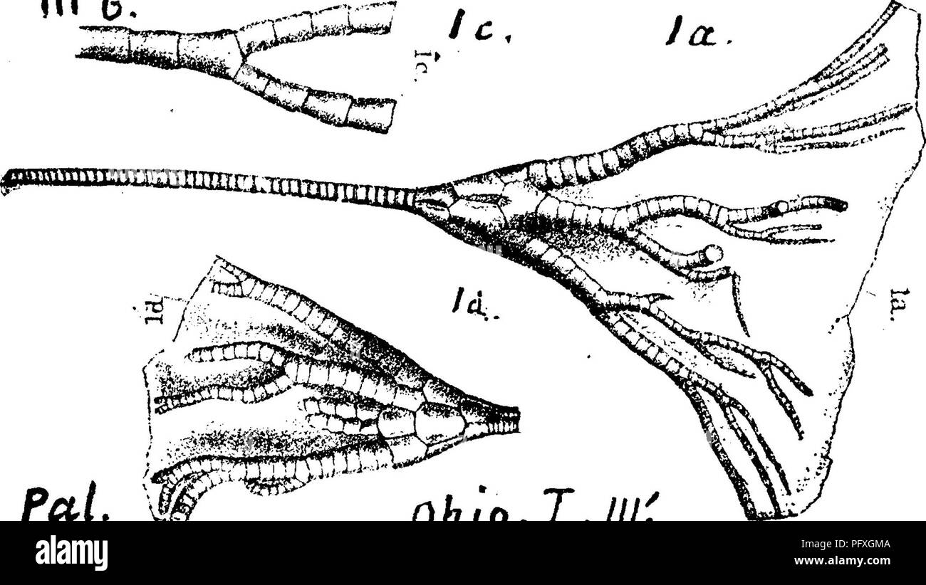 . Ein Wörterbuch der Fossilien von Pennsylvania und Nachbarstaaten in die Berichte und Kataloge der Umfrage benannt... Paläontologie. Maßnahmen. (Poteriocrinites Dendrocrinus) Caduceus, Halle. Pamph. WW.. lb Pal. W Ohto. ljll 'Cincinnati g g Roup.-m. Pal. Ohio, § Vol. 1, ^, 1873, Seite 26, Platte 3 Jis, Abb. la, p Alter 403, Abbildung in natürlicher Größe^ Seite. Bitte beachten Sie, dass diese Bilder sind von der gescannten Seite Bilder, die digital für die Lesbarkeit verbessert haben mögen - Färbung und Aussehen dieser Abbildungen können nicht perfekt dem Original ähneln. extrahiert. Lesley, J. S. (J. Peter), Stockfoto