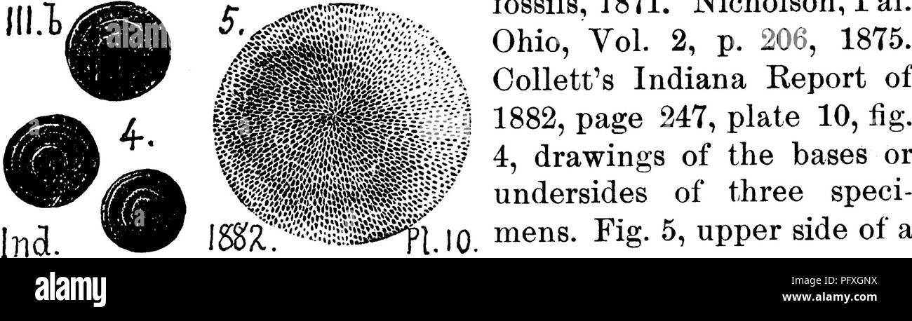 . Ein Wörterbuch der Fossilien von Pennsylvania und Nachbarstaaten in die Berichte und Kataloge der Umfrage benannt... Paläontologie. Mont 420 Monticululipora discoidea, James. Kat. Untere Silur Fossilien, 1871. Nicholson, Pal. Ohio, Bd. 2, S. 206, 1875. CoUett's Indiana Bericht. | g^^^^^?? Sl^^ jQ mens. Abb. 5, obere Seite einer Probe, vergrößerte. - Hudson River (Cincinnati) Bildung im Süden von Ohio. ///H. Monticulipora frondosa, D'Orbigny. Die collett Indiana. Bitte beachten Sie, dass diese Bilder aus gescannten Seite Bilder, die digital für die Lesbarkeit erhöht worden sein können extrahiert werden - Farbe Stockfoto