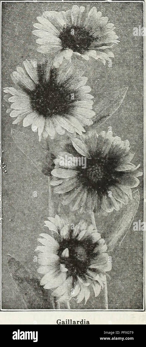 Currie S Garten Jahrliche 62 Im Fruhjahr 1937 Blumen Samen