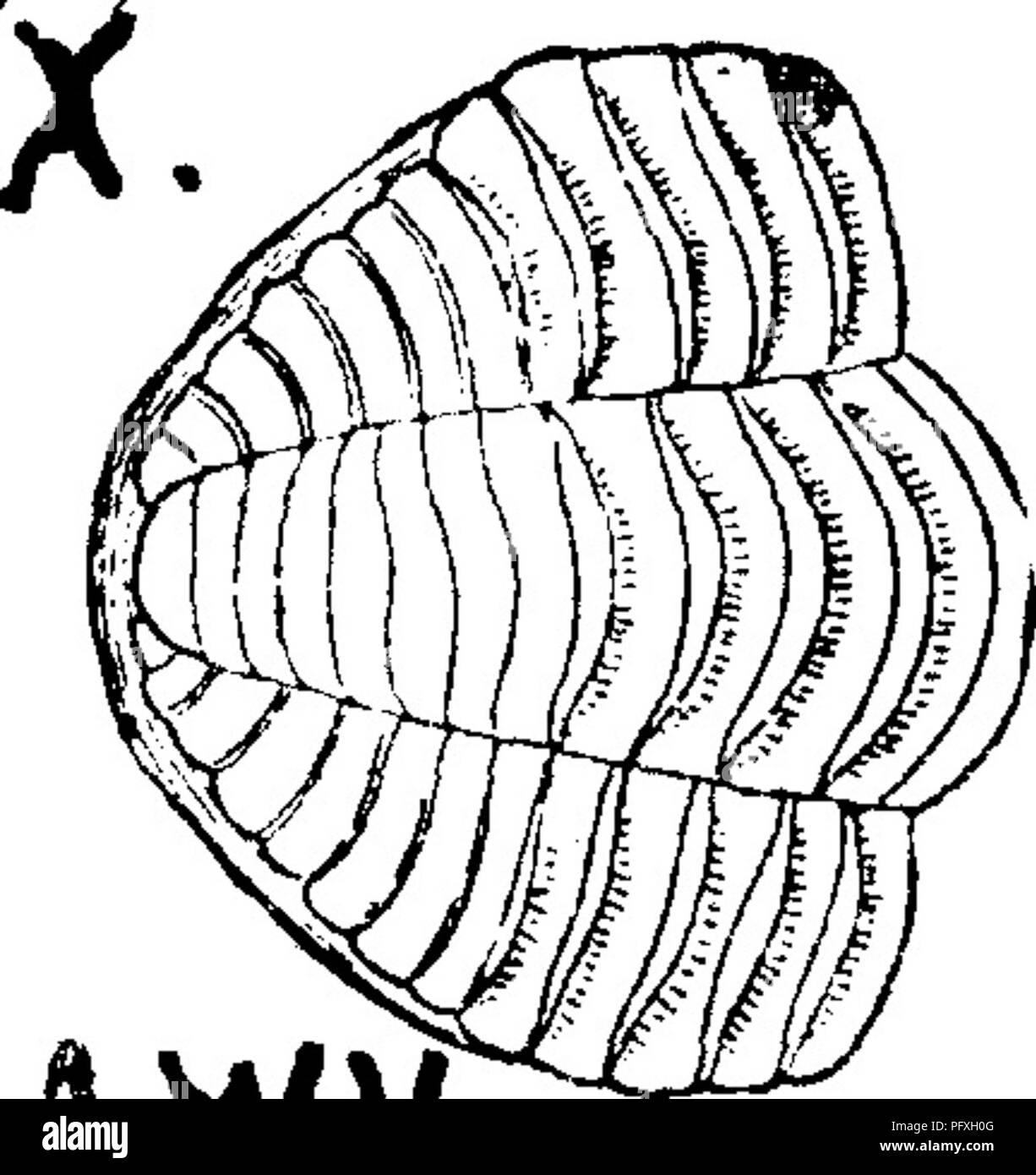 . Ein Wörterbuch der Fossilien von Pennsylvania und Nachbarstaaten in die Berichte und Kataloge der Umfrage benannt... Paläontologie. (Phillipsia Oriffithid&AMP;s?) lodiensis. Sanftmütig. Pal. Ohio, Bd. 2, 1875, Seite 333, Tafel 18, Abb. 3^ magniHed etwa doppelt^ von Guttapercha cast in der monld Links in einer Konkretion, aber die cren- Rand der Schwanz ist nicht dargestellt, noch die Reihe der Tuberkel entlang der Kante des Kopf-stück, dessen Form wie Phillipsia; aber die unfurrowed Schild und glatten Augen sind Oderwenn - athides. Die Fimbriated Rand der Schwanz ist wie Prdetus^ (sec-Ti Stockfoto