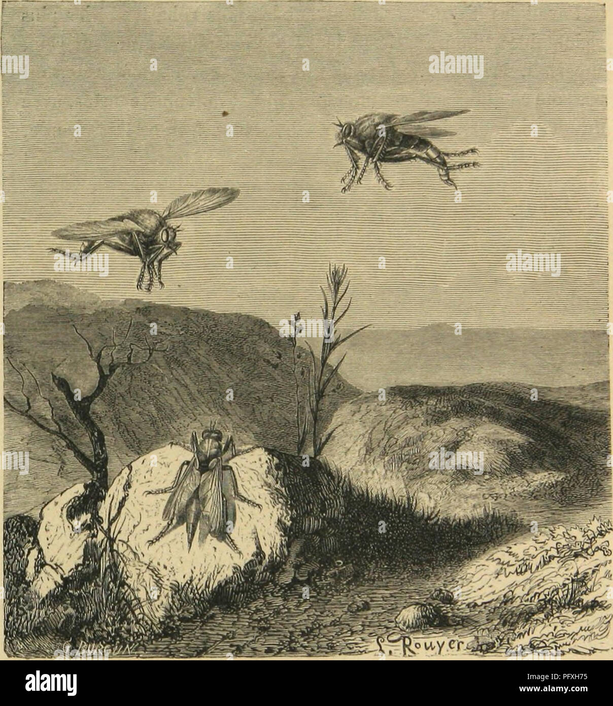 . Mich? tamorphoses moeurs et Instinkte des Insectes (Insectes, myriapodes, arachnides, crustace?s). Insekten; Insekten; Myriapoda; Spinnen; Krebstiere. LES DIPTÈRES. 6&AMP;5 en est atteint, Le Sang de la blessure jaillit laite par Son arme buccale, Comme d'un Coup qui serait Donné par une Petite lan-. Ï^^^ skÈ Sï^ iti *-I, ASILE OllMI CllAliHONII' -, Asilus crabroniforinis). cette. 11 Pique parfois Les Gros Animaux, Mais d'ordinaii' e il Atta-que des Insectes, surtout Sur chenilles, et Sušice leui-sang. Ce-Diptère, si carnassier dans son État adulte, paraît vivre de ma-tières végétales dans son Premier Stockfoto