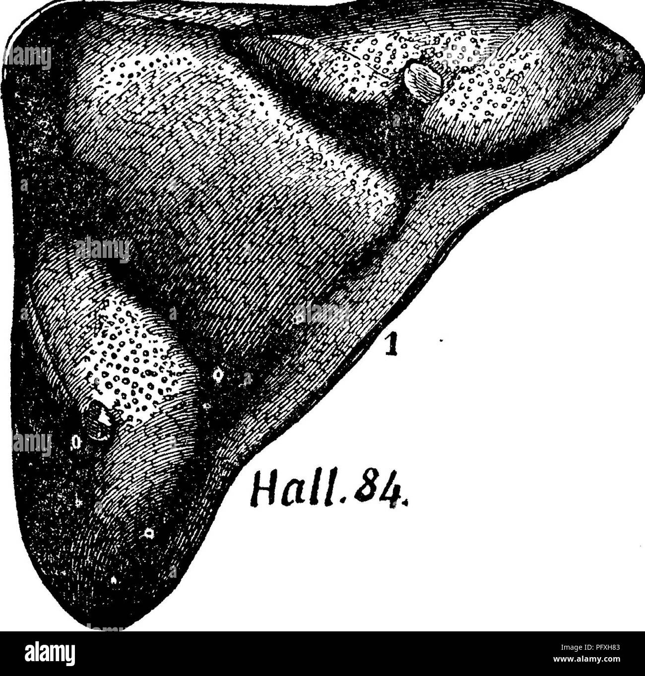 . Ein Wörterbuch der Fossilien von Pennsylvania und Nachbarstaaten in die Berichte und Kataloge der Umfrage benannt... Paläontologie. 287 HOLO. Sammlungen an Rupert verengt sich in der Nähe von Versailles, Ool. Co., Pa., von niedrigen CatsMll leds. YIII-IX, Holoptychius (Skala und Stück des Rib) in Muster 902-3^ Sherwood's Coll. in Mansfield, Tioga Co., Pa., vom Oberen Che-mung^ VIII-IX, Hinweis: Herr Agassiz benannt die Holoptyohius noUUssimus in seine Forschungen sur les poissons Fossilien im Jahre 1843, und die Halle veröffentlicht seine Identifikation der it im Norden von Pennsylvania im gleichen Jahr. Aber Beschreibungen der Schottische Stockfoto