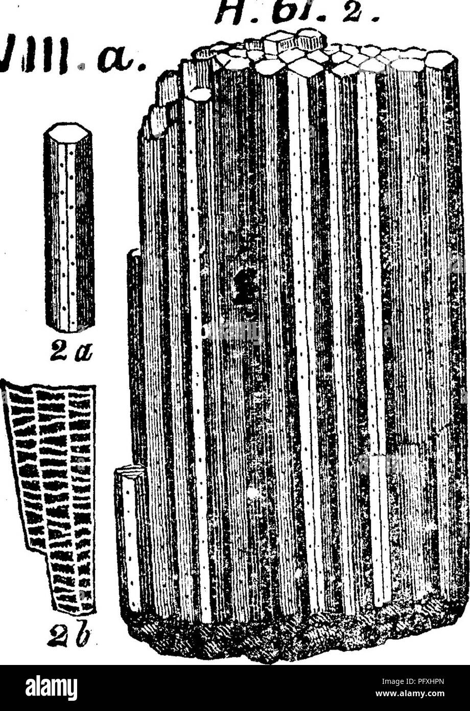 . Ein Wörterbuch der Fossilien von Pennsylvania und Nachbarstaaten in die Berichte und Kataloge der Umfrage benannt... Paläontologie. Favosites fibrosus. Hall, Geologie des vierten Bezirk, N.Y., 1843, Seite 159, Abb. 62, 1 und 2, dieses Fossil, magniUed witPi seine Sorten, reicht von der Clinton bis zu den Hamil Ton-, Bild" wird von reichlich Exemplare gesehen auf den Oberflächen der Onondaga Kalk- Stein. (Upp e r Helderherg) am Clarence, Erie Co., N.Y., es erscheint die Goldiuss Calamopora Hhrosa zu sein. Siehe Phillips, Sil. Aufl. s. 683, Pi. 15 Seine^ Abb. 6.-Villa, occid Favosites Lampsacus, div. Stockfoto