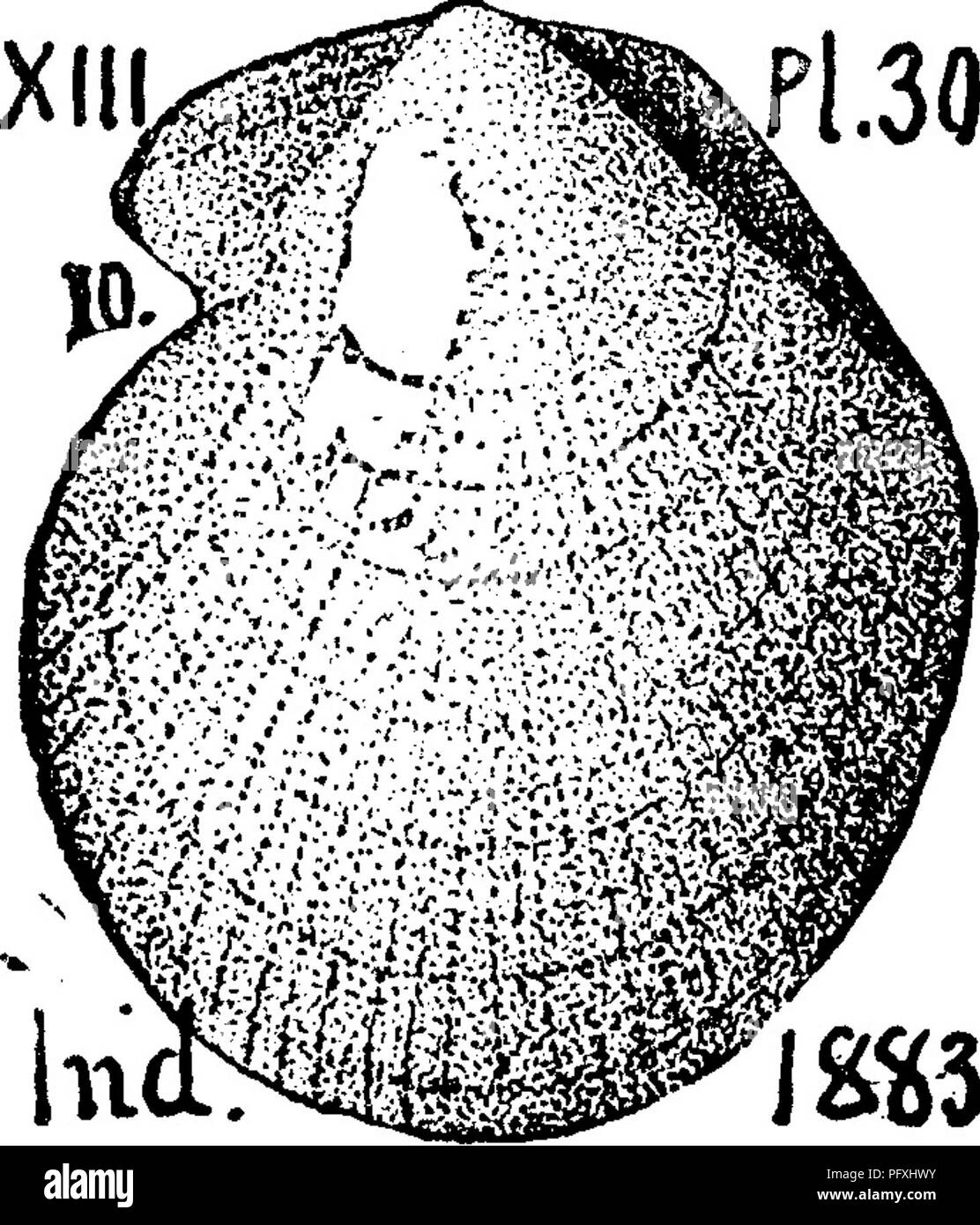 . Ein Wörterbuch der Fossilien von Pennsylvania und Nachbarstaaten in die Berichte und Kataloge der Umfrage benannt... Paläontologie. {Retzia verneuiliana^ Hall, Trans. Alb. Inst., Bd. 4, 1856; Iowa Kt., 1858, Tafel 23, Abb. 1; Whitfield, Bull. 3, Standort. Mus., 1882, Platte 6, iiTT) l^^PI. 2.9 Die Collett Indiana Rt. von 1882, Tafel 29, ig, 28, zweimal erweiterten^ aus Spergen Hügel; Abb. 29, einer von Paynter Hill's; Bild. 30, Scharnier vergrößert.-Hinweis. Es steht neben der Shumard Terehratida {Eetzia., Eumetria) Marcyi von Marcy Rt. am Roten Fluss; und De Koninck's belgische Tere - hraiula Serpentina. Collett.-S Stockfoto