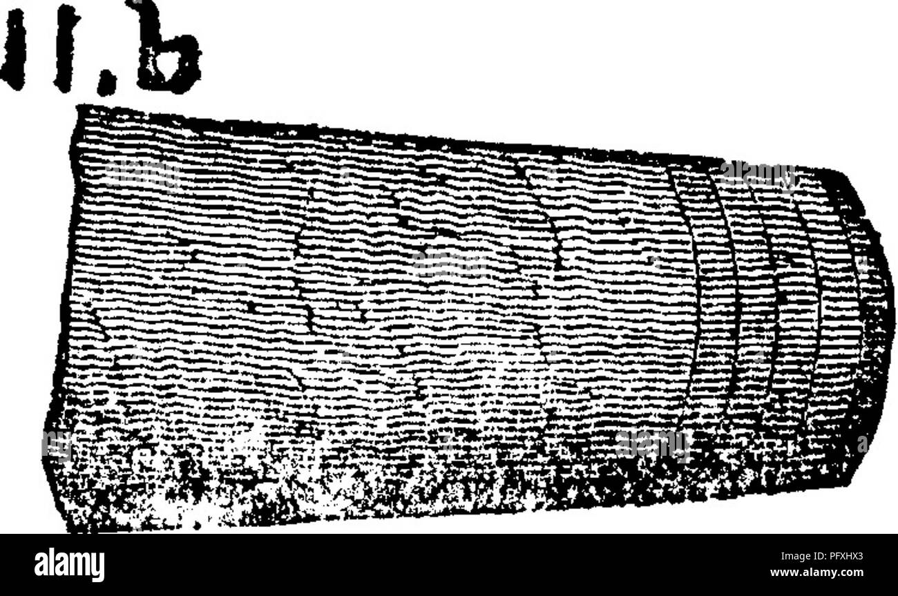 . Ein Wörterbuch der Fossilien von Pennsylvania und Nachbarstaaten in die Berichte und Kataloge der Umfrage benannt... Paläontologie. e, 10^. 5.0.357. Y., 1842, S. 396. 397, Abb. 107, 3; 109, 5, 6; alle von der Trenton.-In Pennsvlyania, Mifilin Co.Kishicoquillis Tal. Siehe Halle & Amp; Hale's 000 Spec. 201-5 (innen) von Keedsville; Spec. 203-36 (Silberfaden eingelegten E J0S. 6. S. J97 mit Paleschara) von Bellefonte; Spec. 204-27 (möglicherweise ein Verkrustetes Endoceras) aus Reedsville, alle von der oberen oder unteren Irenton Chazy^ heds. - ein Trenton Orthoceras aus Chambersburg, Franklin Co. (Cat. O, Spec. 3776.) Stockfoto