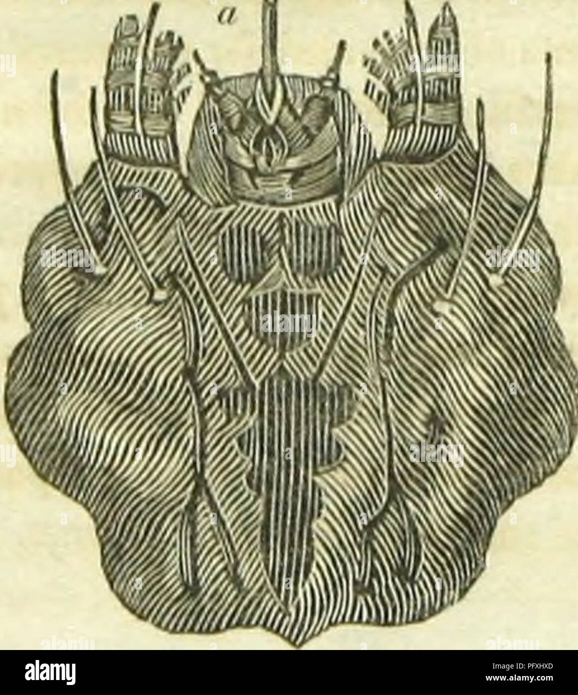 . Das Buch von Schmetterlingen, sphinges und Motten; durch Hundert und vierzig - vier Stiche, farbige nach Natur veranschaulicht. Lepidoptera. Die spinndüse ist an einem gesehen, und die Kehle, oder Luftröhre, bei b. Die Form der Tube selbst wird besser durch die folgende Abbildung, die 22.000 Mal vergrößert verstanden werden. Der Punkt der spinndüse ist vertreten. Die folgenden stark vergrößerte Ansicht des Sahitim, oder untere Lippe der Ingwergewächse Caterpillar, wird die relative Situation der verschiedenen Teile der Spinnerei Apparat: Li, zeigen. Bitte beachten Sie, dass diese Bilder aus Scann extrahiert werden Stockfoto