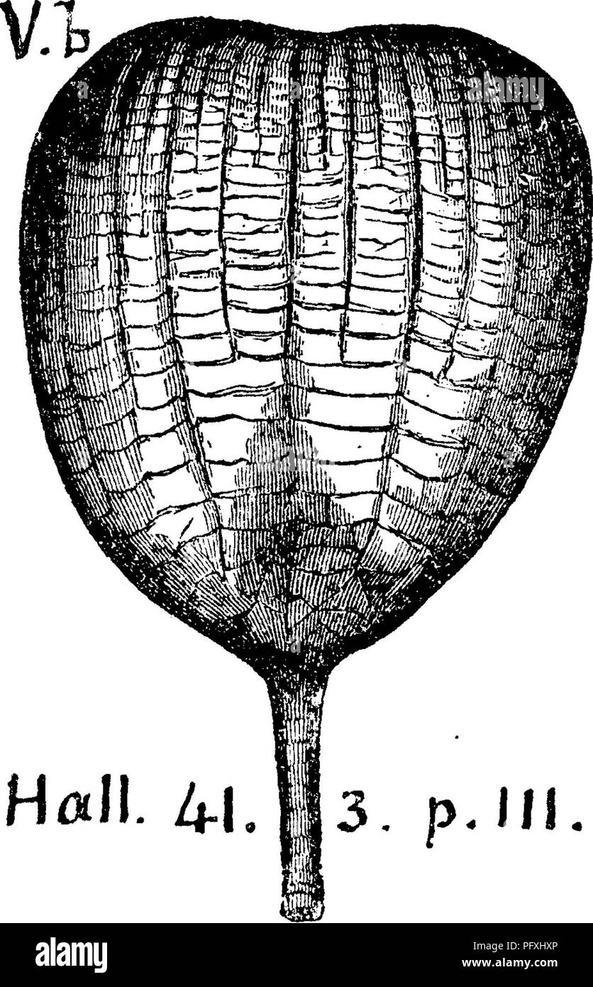 . Ein Wörterbuch der Fossilien von Pennsylvania und Nachbarstaaten in die Berichte und Kataloge der Umfrage benannt... Paläontologie. 229 EUCA. "Eucalyptocrinus Einrichtung uns.. (HypanthoGvinites decorus.) Hall, Geol. vierten Bezirk, N.Y., 1843, Seite 113, Abb. 41, l) ist ^2, 3. (Siehe Phillips silur erforscht, Seite 672, Pi. 17, H (Xll-Zi-I II 3 n Krank^ S-3-) unterscheidet sich von der letzten Arten''^*' in tiefe Nuten von Waffen an den oberen Enden. Abb. 2 zeigt die interne cav-it}^ wo der Kopf über gebrochen wurde. Niagara. Vh,. Bitte beachten Sie, dass diese Bilder aus gescannten Seite Bilder extrahiert werden tha Stockfoto