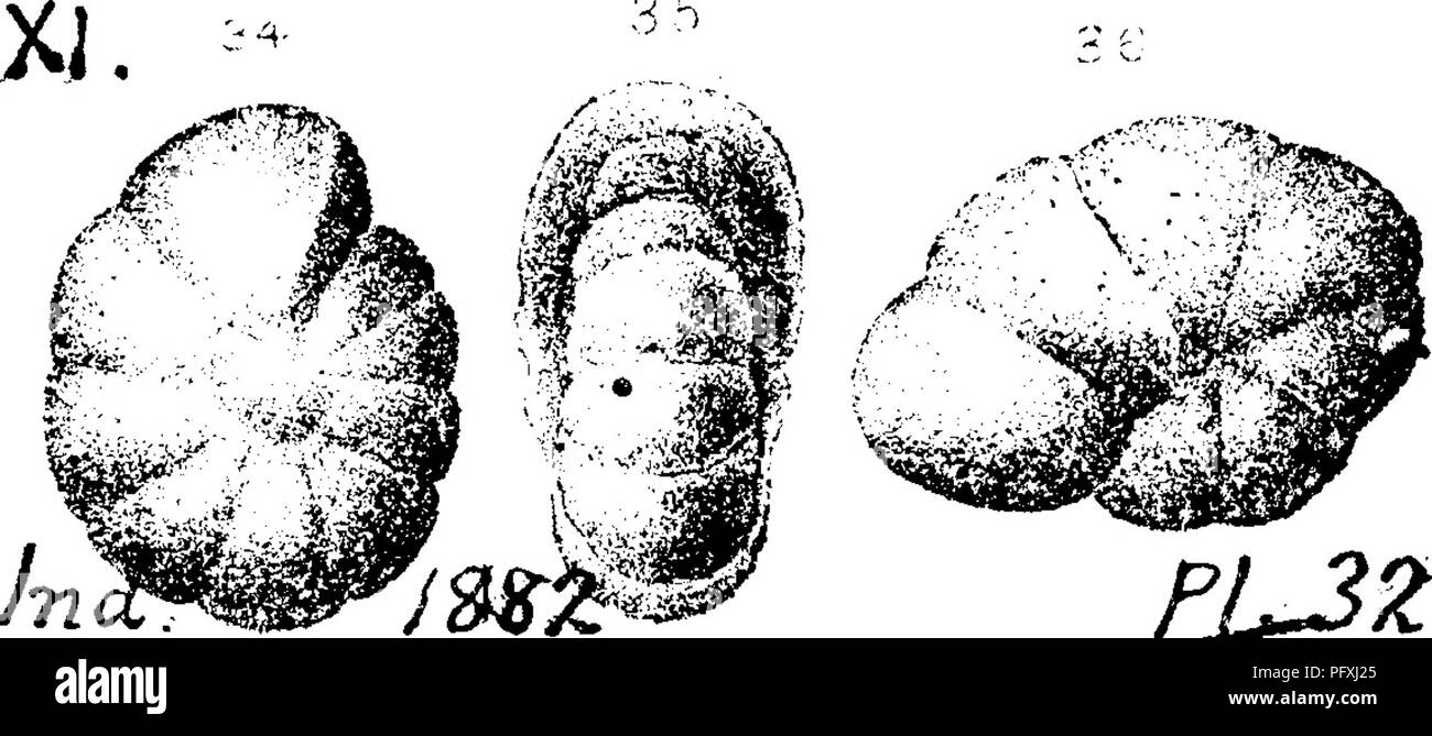 . Ein Wörterbuch der Fossilien von Pennsylvania und Nachbarstaaten in die Berichte und Kataloge der Umfrage benannt... Paläontologie. Hall. Pal. Ny. V "u Seite 821 (keine Abbildung) III b. Loraine Bildung. Hall, Pal. JM. Y, Bd. 2, Tafel 25, Abb. 1. Trenton und Hudson River Formationen^ II G und ///1). Weitere Sorten sind elongatum^ Uneolatuni. Strangulatiim textiiitextum^^ und alle in der Halle Pal beschrieben. N.Y. Vol.I.-Mustern in das Kabinett der Pennsylvania Umfrage (00, S. 231) 204-9 (zweifelhaft, schlechte Widerrufsbelehrung - sion); 204-11 (sehr schlecht); 204-14 (ziemlich gut, zeigt die Septen); 204-20 (Shell m Stockfoto