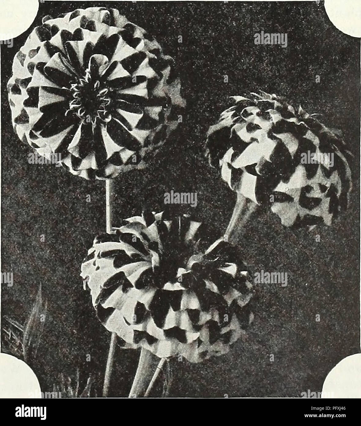 . Currie's Garten jährliche: Frühjahr 1936 61 Jahr. Blumen Samen Kataloge, Leuchtmittel (Pflanzen) Samen Samen Kataloge Kataloge; Gemüse; Baumschulen (Gartenbau) Kataloge; Pflanzen, Zierpflanzen Kataloge; Gartengeräte und Zubehör Kataloge. Ringelblume RINGELBLUME" GELB GELB Supre SUPREME" eine markante neue Sorte, die bereits bewährt hat. Auf Frei kräftig verzweigten Pflanzen ca. 2 V £ Füße hoch, es erzeugt große flauschige abgerundetes Blumen mit breiten, lose, vollen Blüten von einem reichhaltigen, cremigen Zitrone - gelbe Farbe und in einem zart milder Honig Duft. Eine bemerkenswerte Eigenschaft ist. Stockfoto